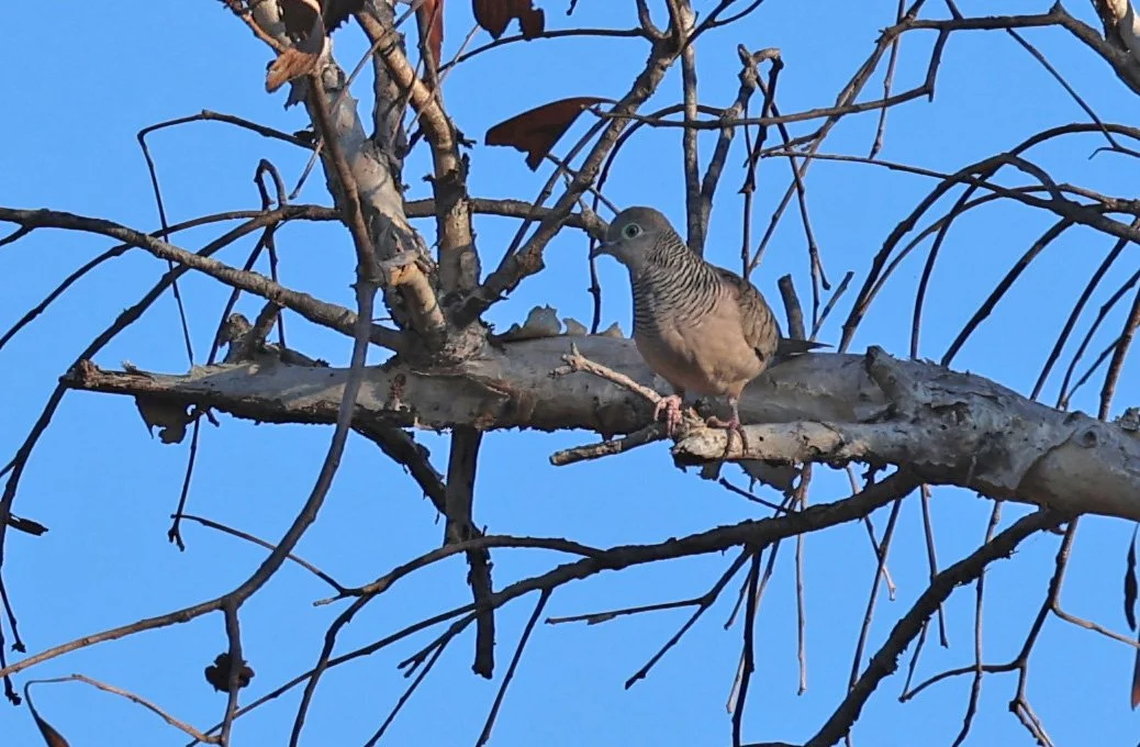 Zebra Dove (Geopelia striata) Bardedjilidji Trails, Kakadu NP - Northern Territory  (1).jpg
