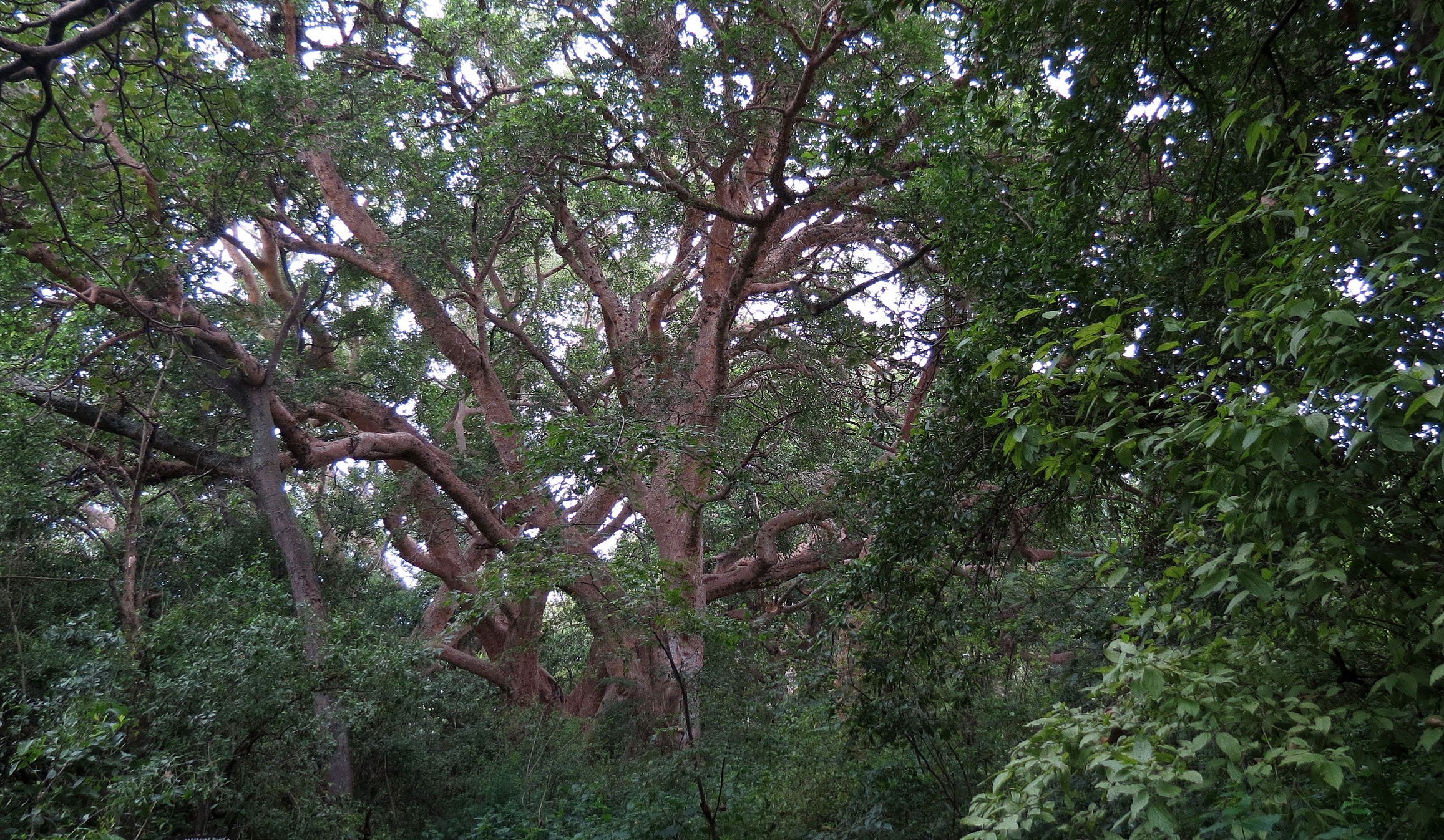 LANGANO LAKE ETHIOPIA - BISHANGARI LODGE AND SURROUNDING FOREST (3).JPG