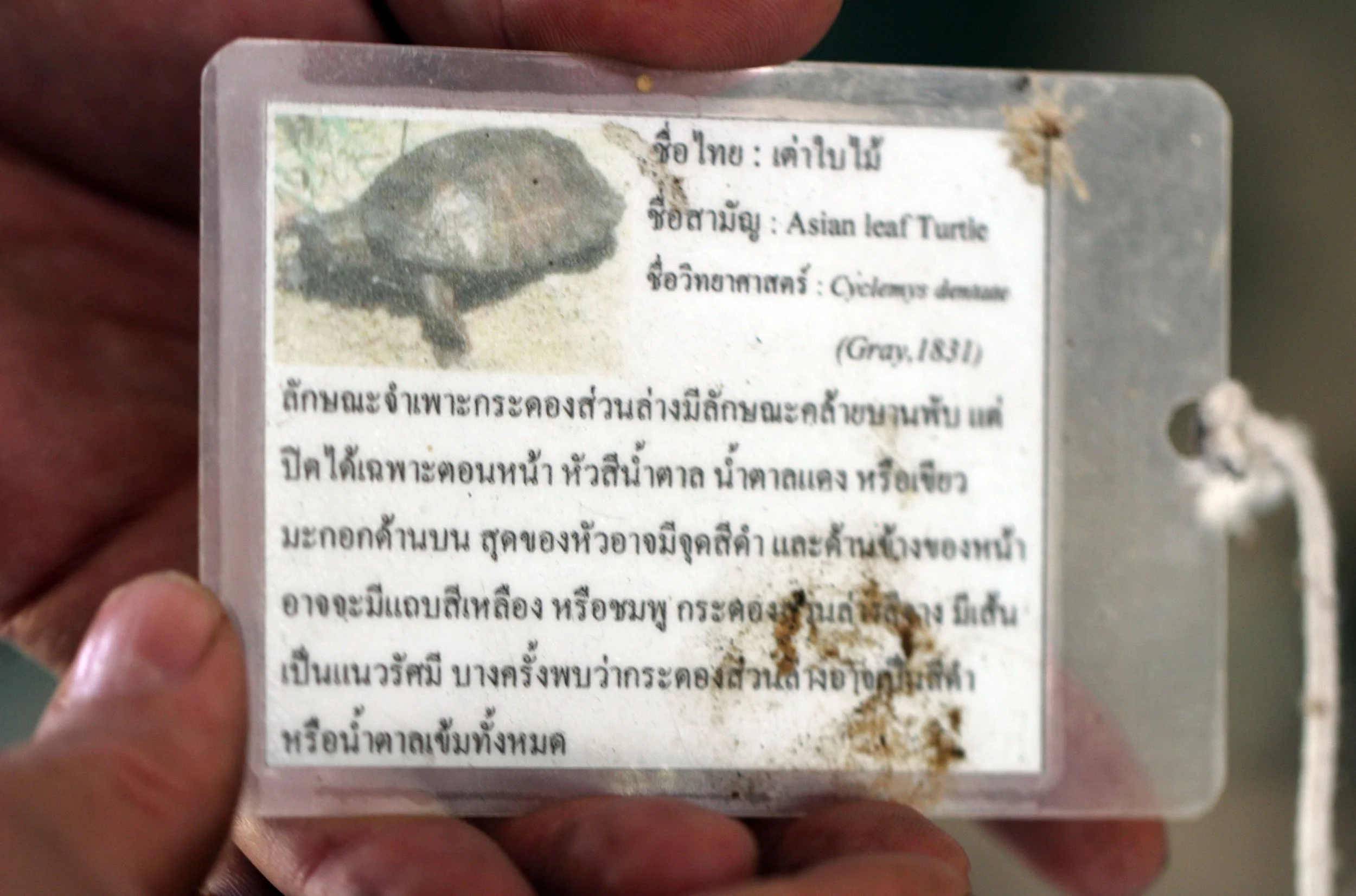 2014 Huai Kha Khaeng Bruce Kekule Trip (82).JPG