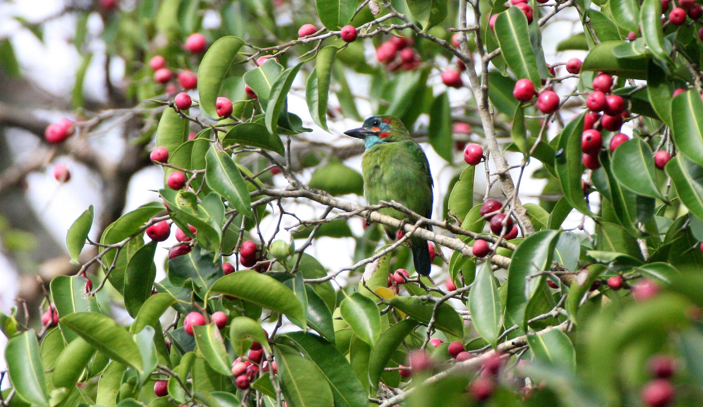 BARBET - BLUE-EARED BARBET - Megalaima australis - KAENG KRACHAN NP THAILAND (12).JPG