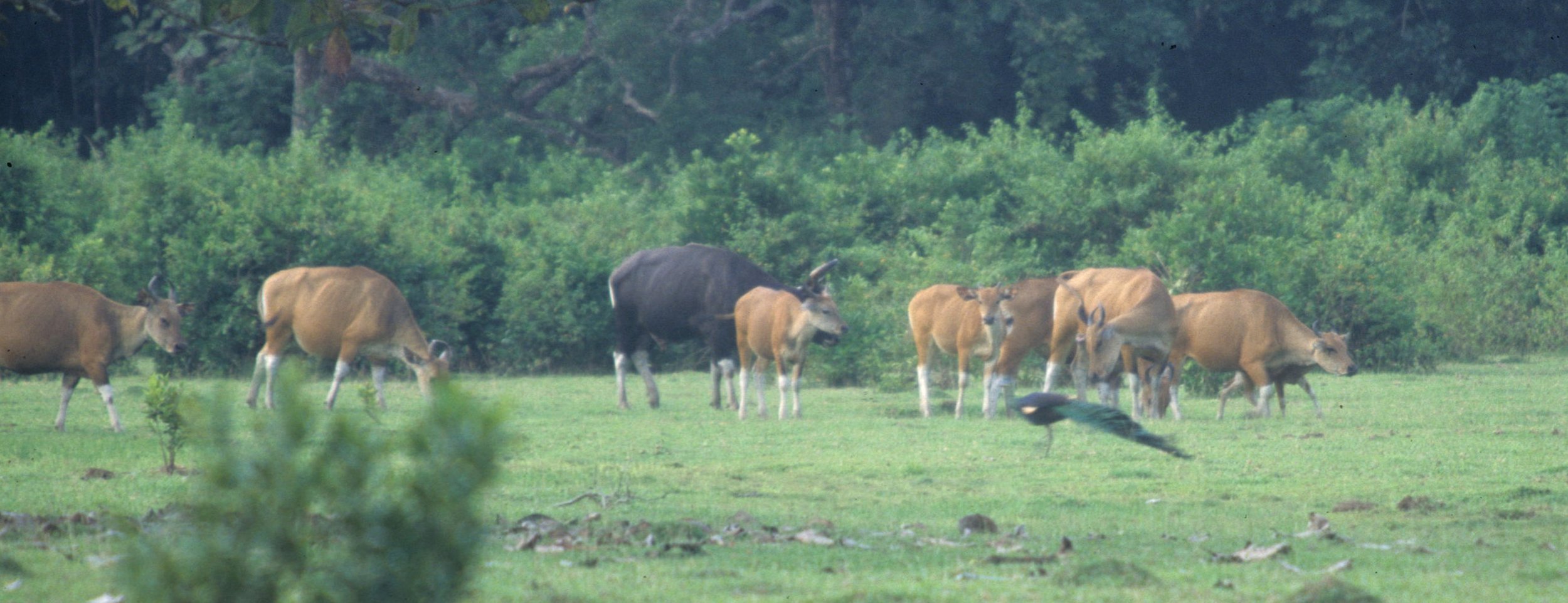 BOVID - BANTENG - UJON KULONG JAVA (3).jpg