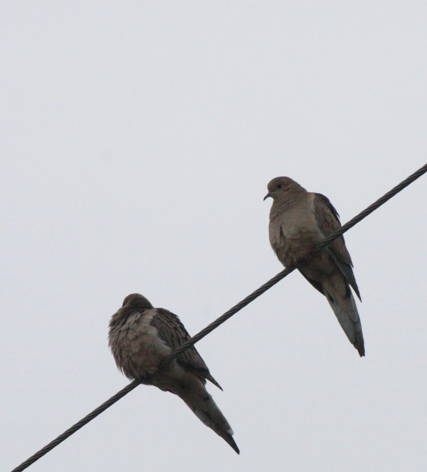 Mourning Dove (Zenaida macroura) Sequim Prairie Washington (2).JPG