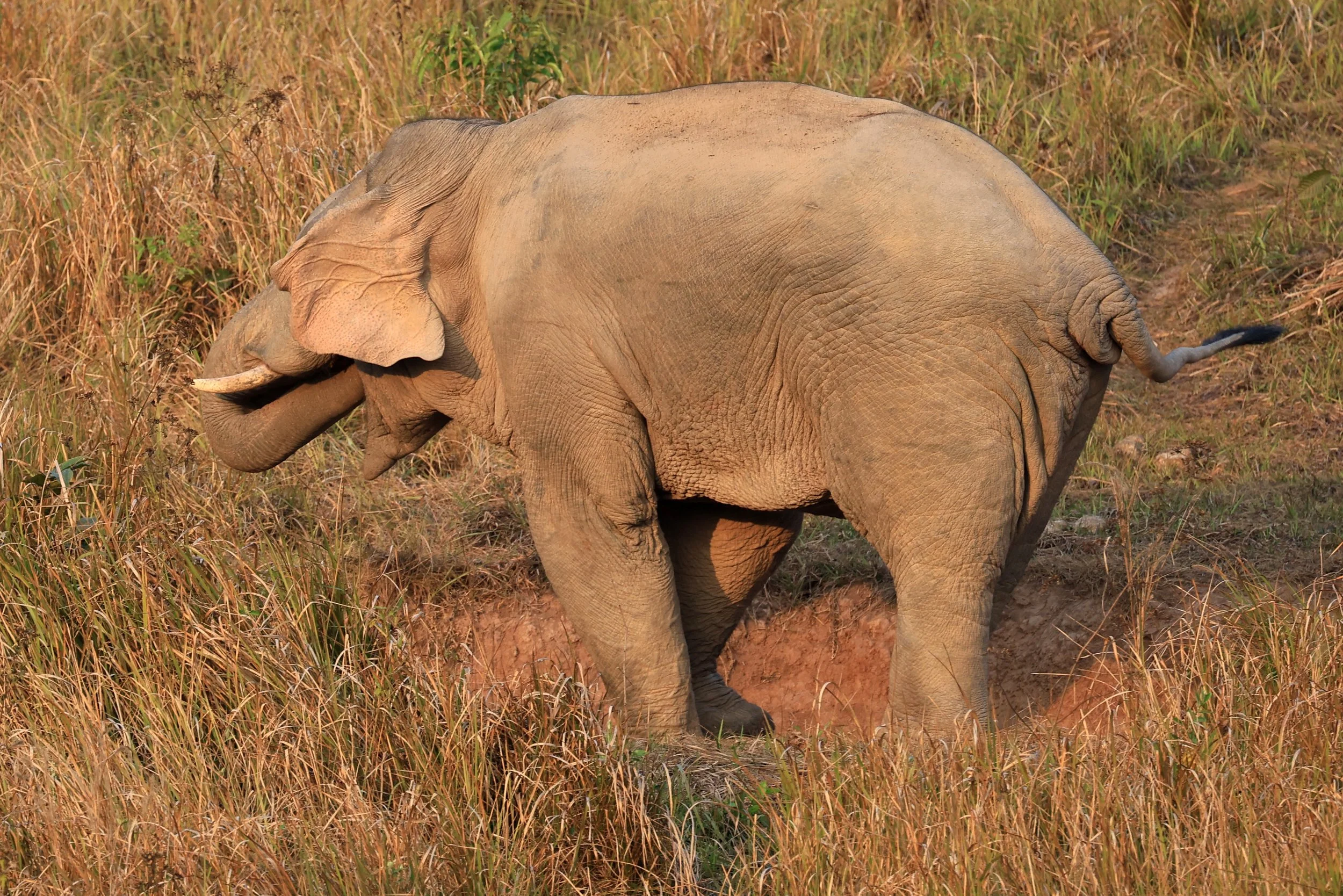 Asian Elephant (Elephas maximus) Khao Yai National Park, Thailand (5).jpg