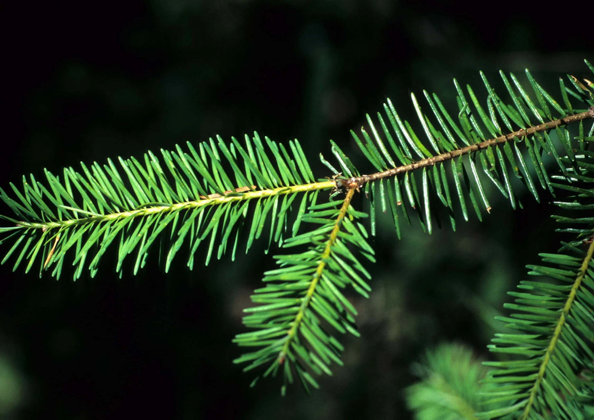 CALIFORNIA - REDWOODS NP - PSUEDOTSUGA MENZIESII - DOUGLAS FIR NEEDLES.jpg
