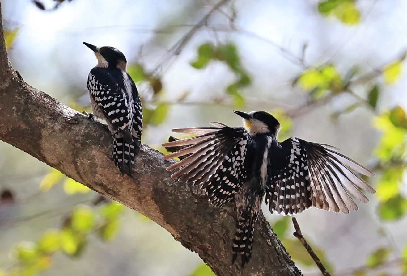 White-fronted Woodpecker (Melanerpes cactorum) Hotel Campestre Iparoma Paraguay (36).jpg