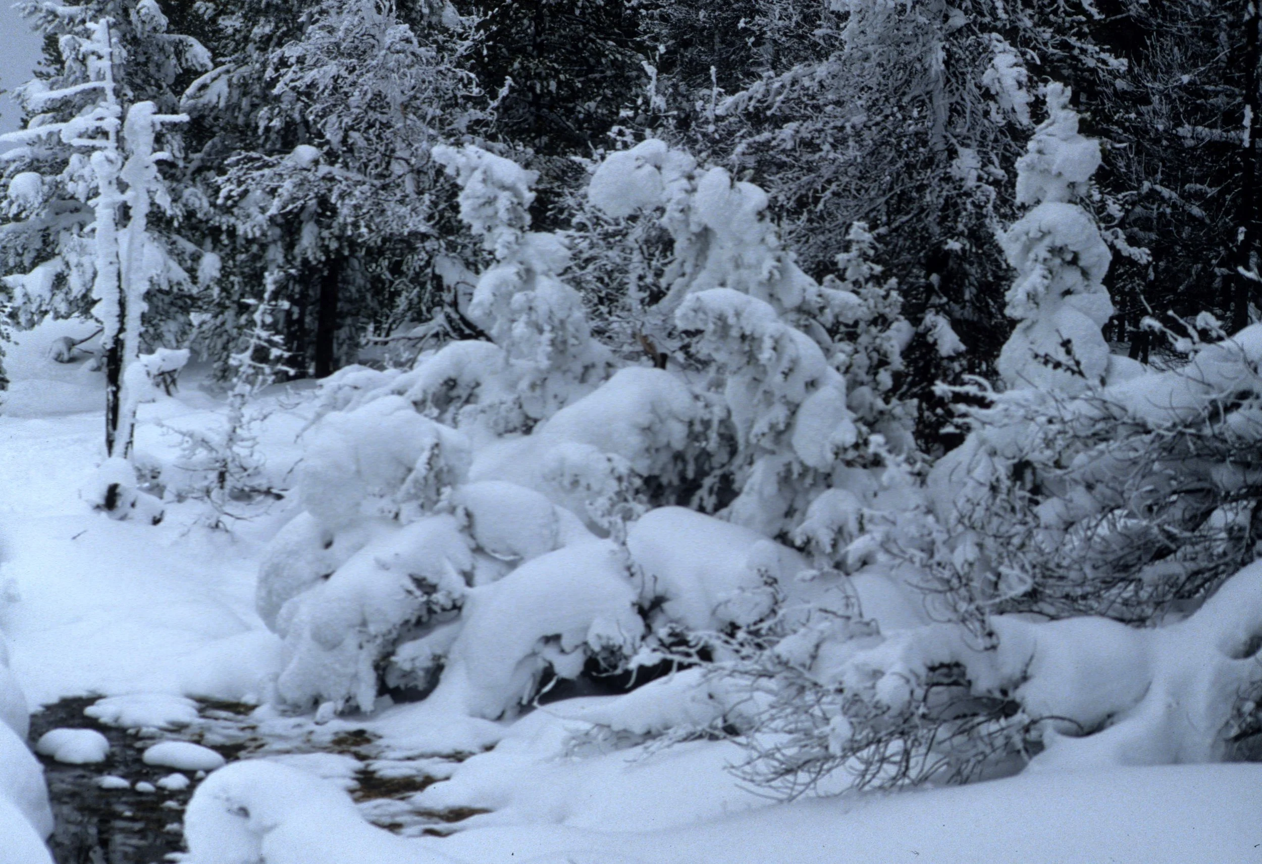 YELLOWSTONE IN WINTER U.jpg
