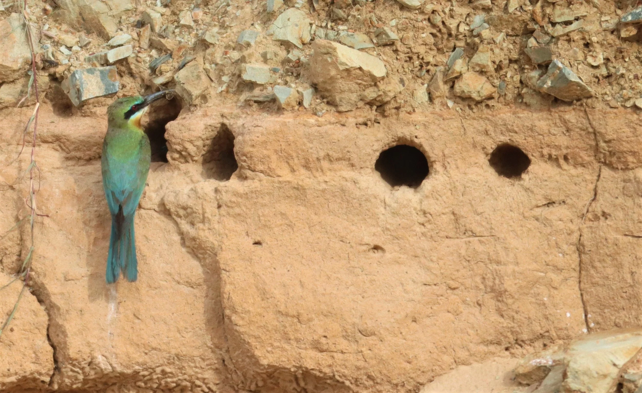 BEE EATER - BLUE-TAILED BEE-EATER - Merops philippinus - PETCHABURI OPEN QUARY AREA ON WAY TO BAAN MAKA (4).jpg