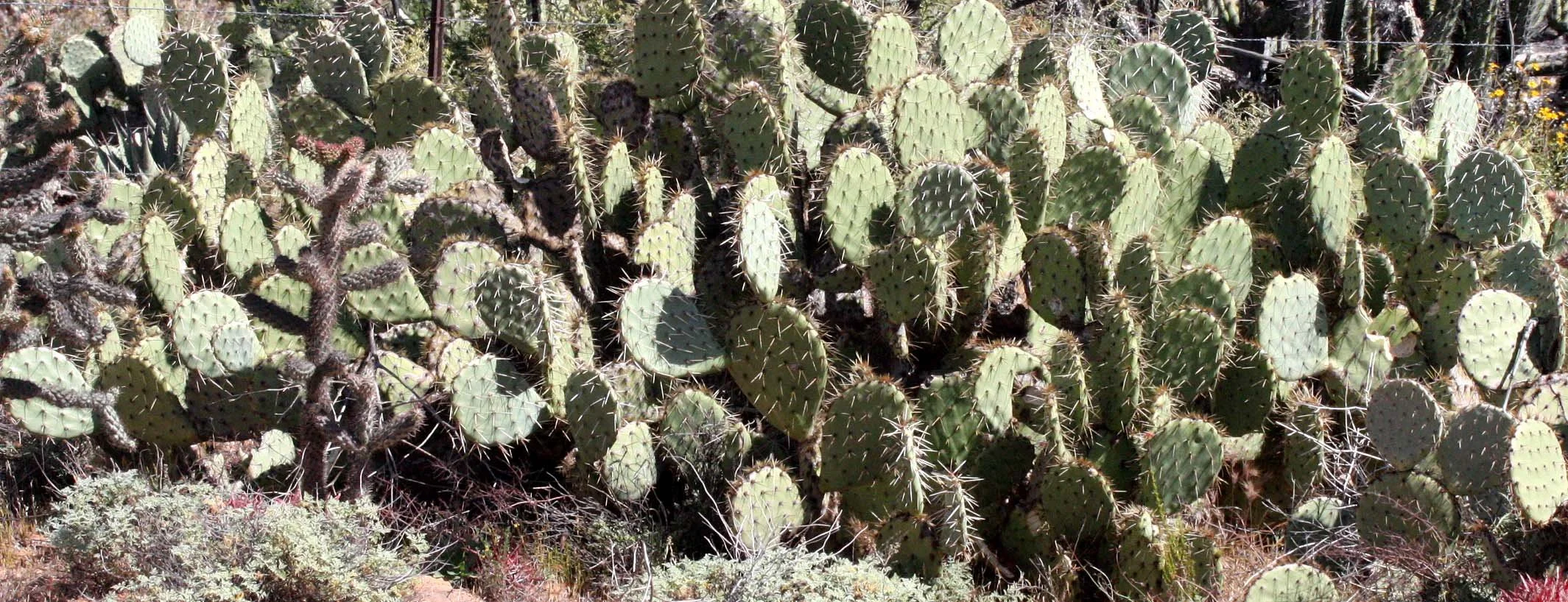 CACTACEAE - OPUNTIA COMMUNITY - CATAVINA DESERT BAJA MEXICO (3).JPG