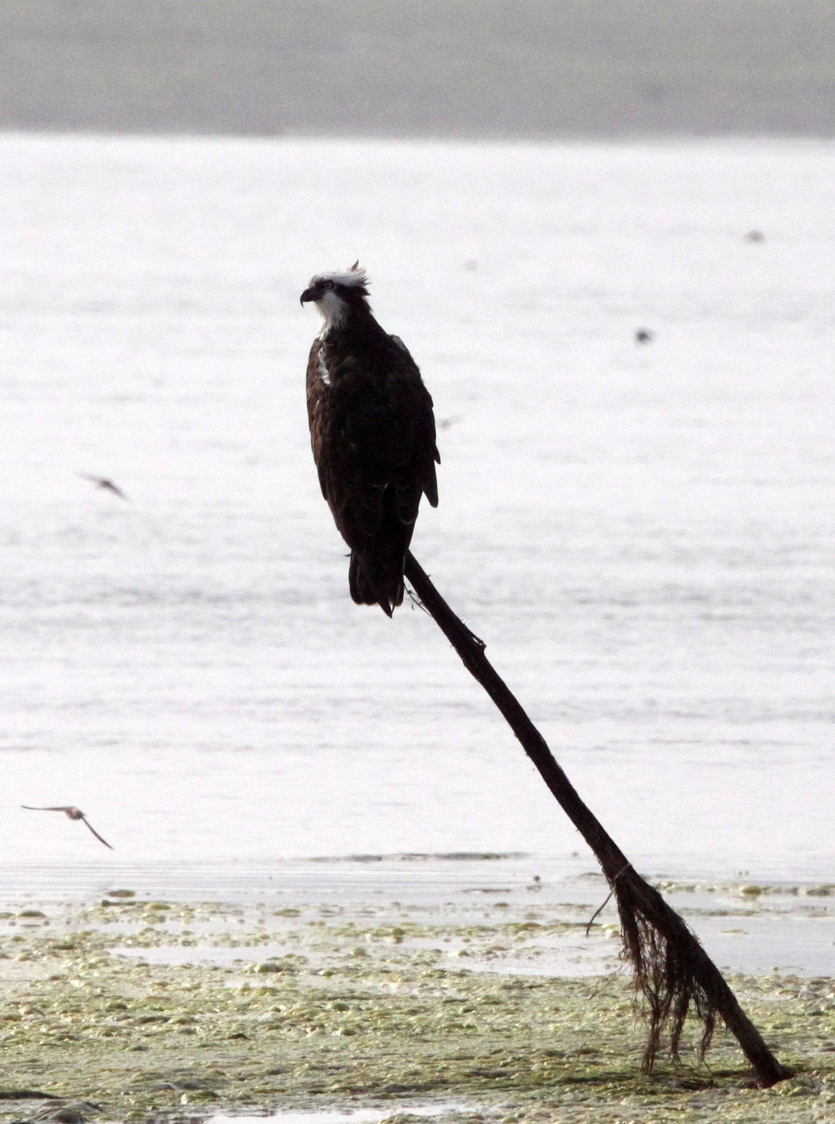 Pandion haliaetus - OSPREY - CHAMBAL RIVER SANCTUARY INDIA (14).JPG