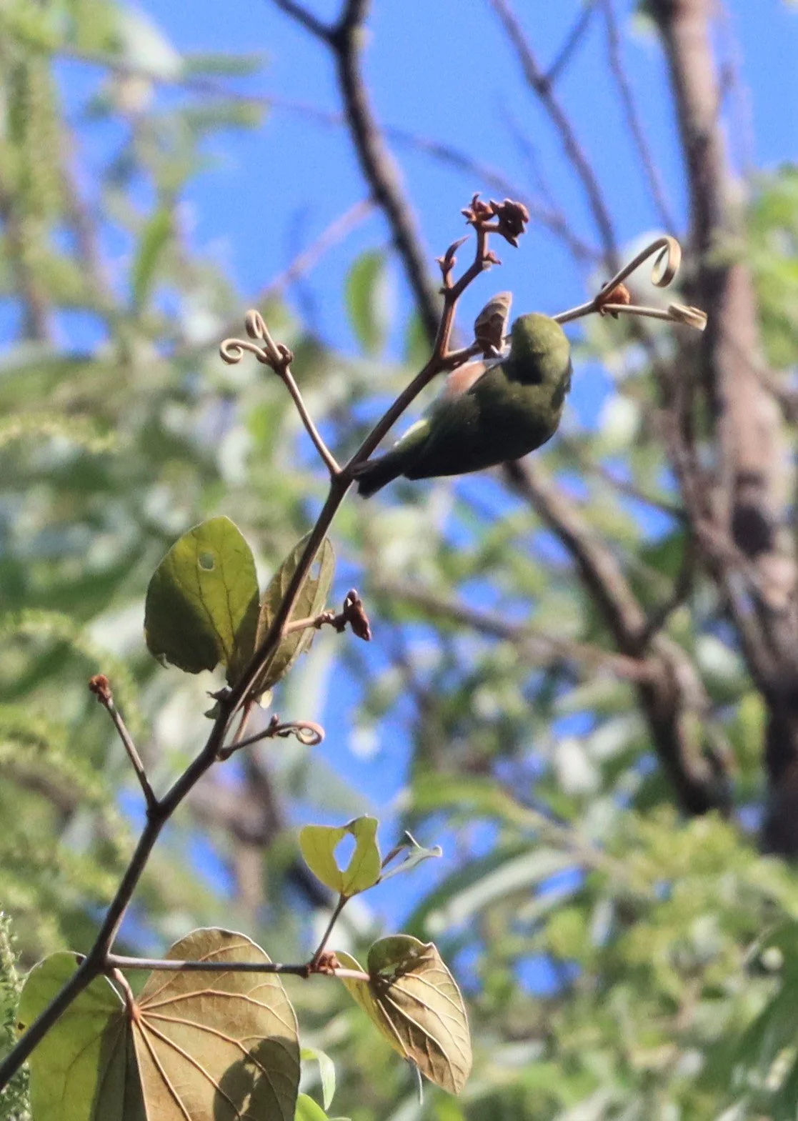 Chestnut-flanked White-eye (Zosterops erythropleurus) Doi Inthanon NP, Chiang Mai Thailand (6).jpg
