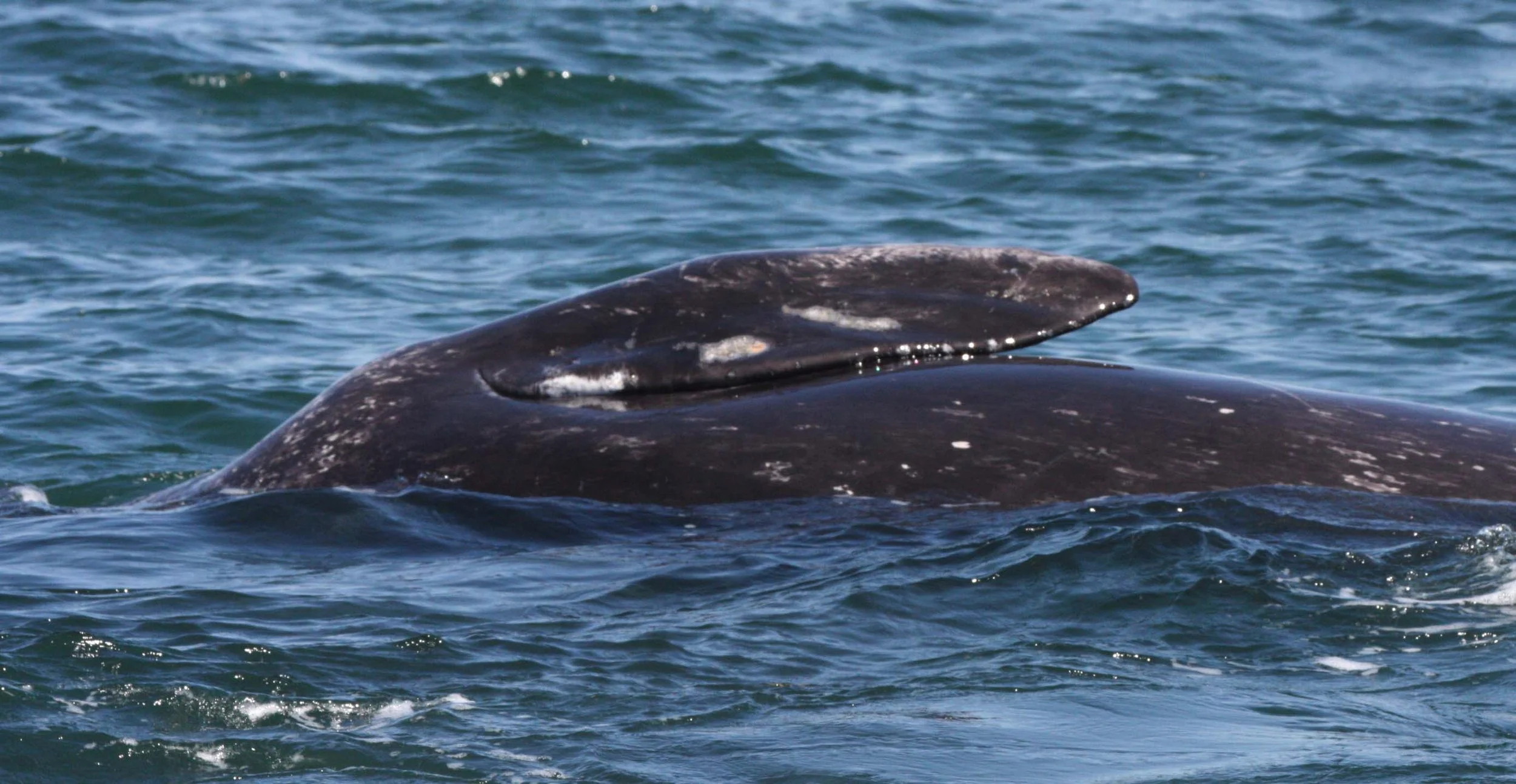 Eschrichtius robustus - GRAY WHALE - PECTORAL FINS - SAN IGNACIO LAGOON BAJA MEXICO (4).JPG