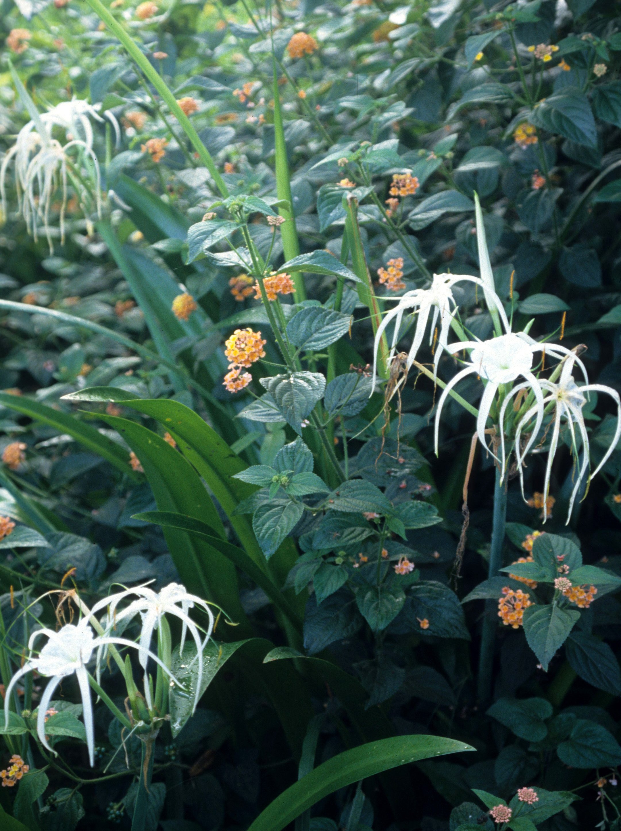 DALAT - SPIDER LILY.jpg