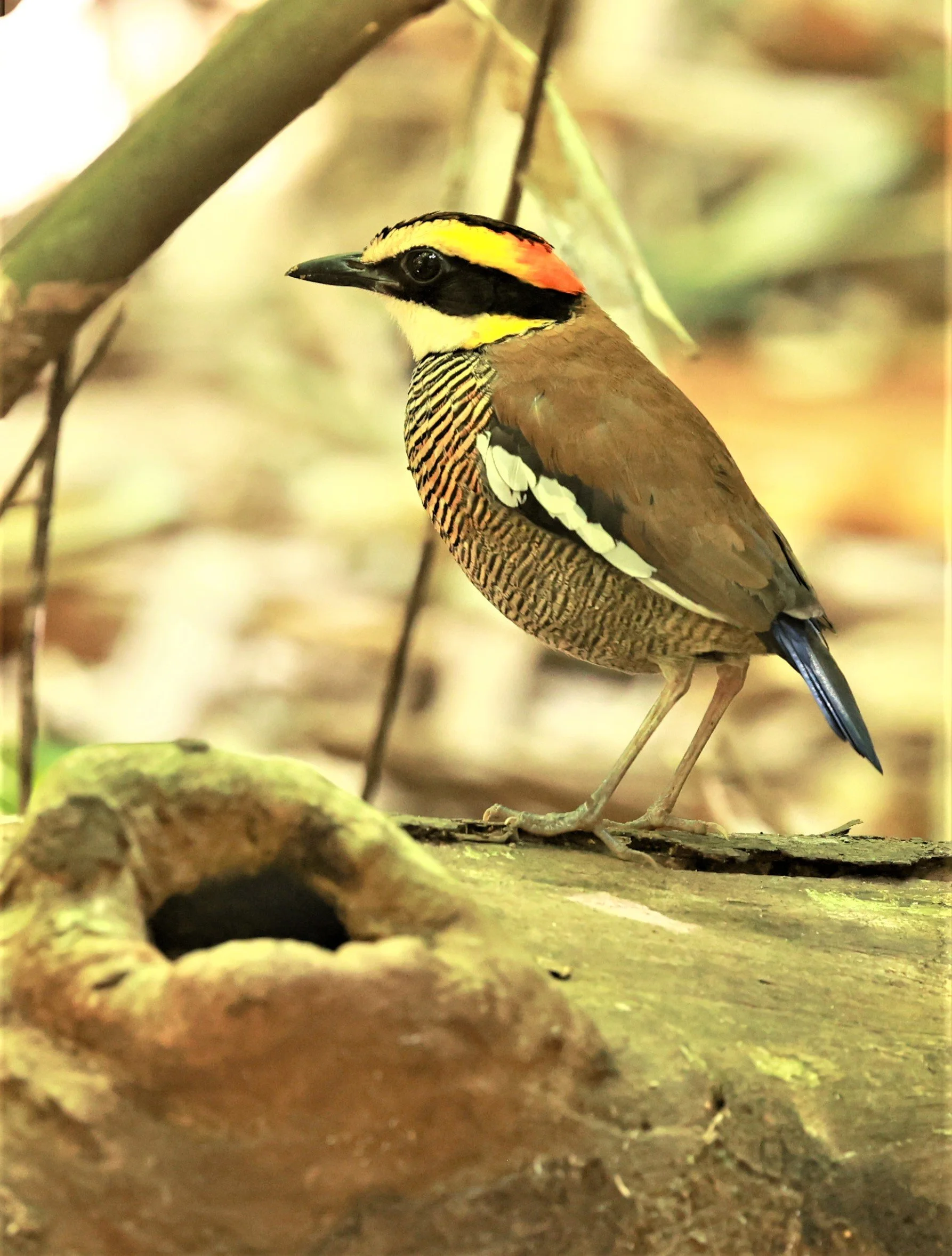 PITTA - Malayan banded pitta - Hydrornis irena - Si Phang Nga National Park, Thailand Feb 18-19, 2023 (131).jpg