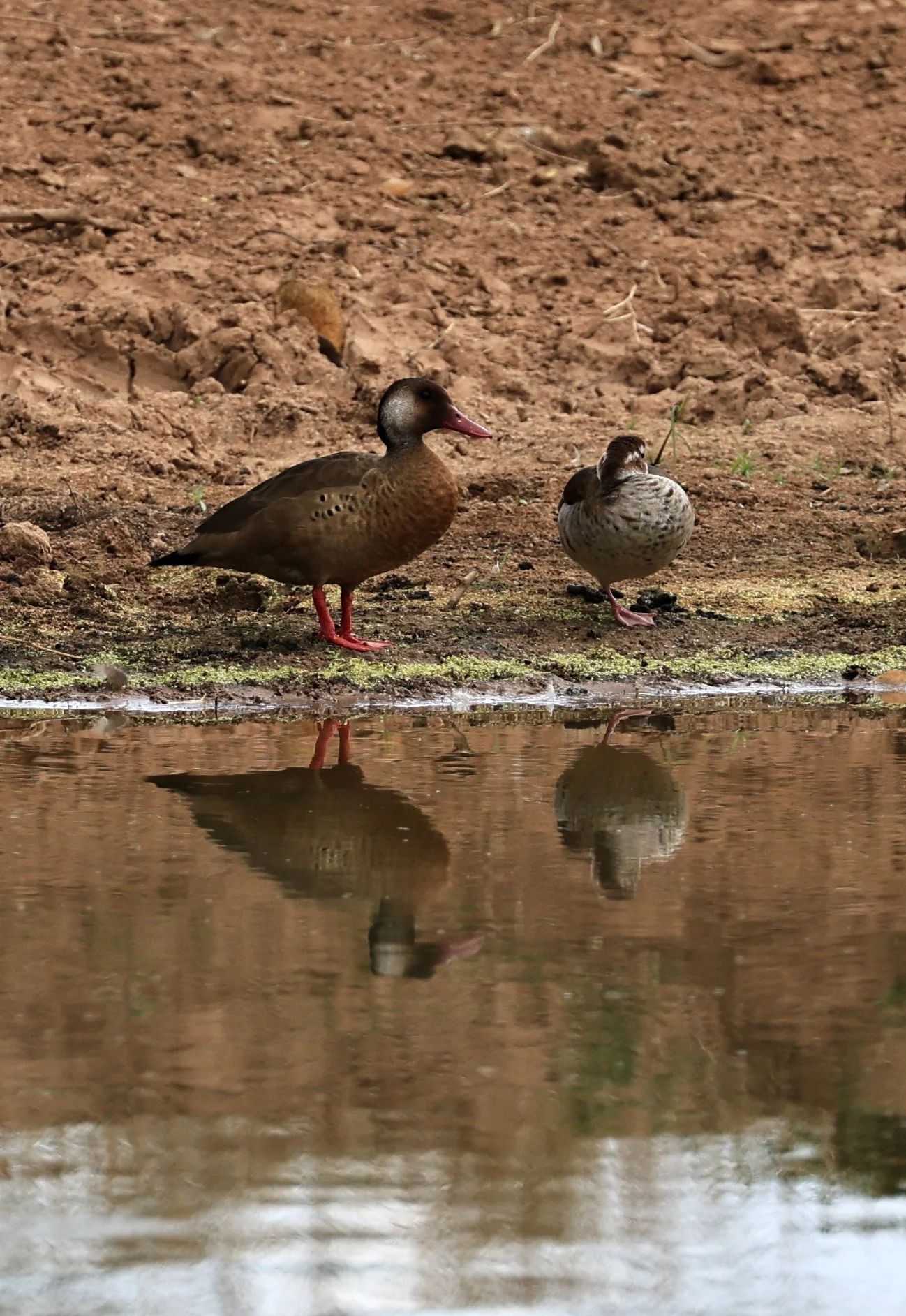 Brazilian Teal (Amazonetta brasiliensis) Estancia Campo'i Paraguay (3).jpg