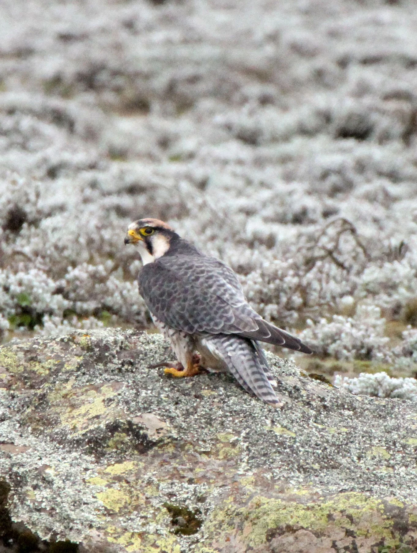 Falco biarmicus - LANNER FALCON - BALE MOUNTAINS NATIONAL PARK ETHIOPIA (32).JPG