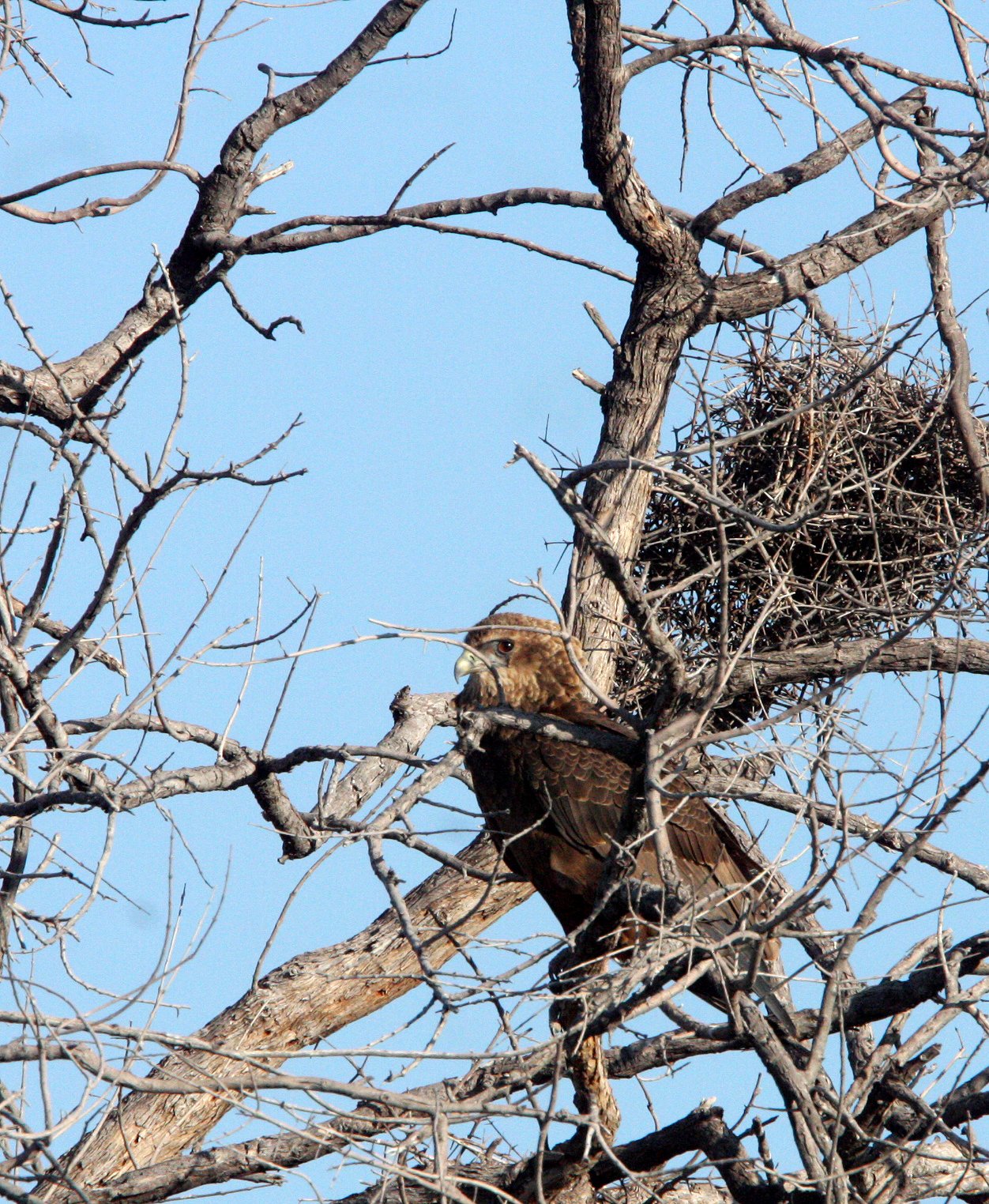 Terathopius ecaudatus - BATELEUR - KHWAI CAMP OKAVANGO BOTSWANA (6).JPG