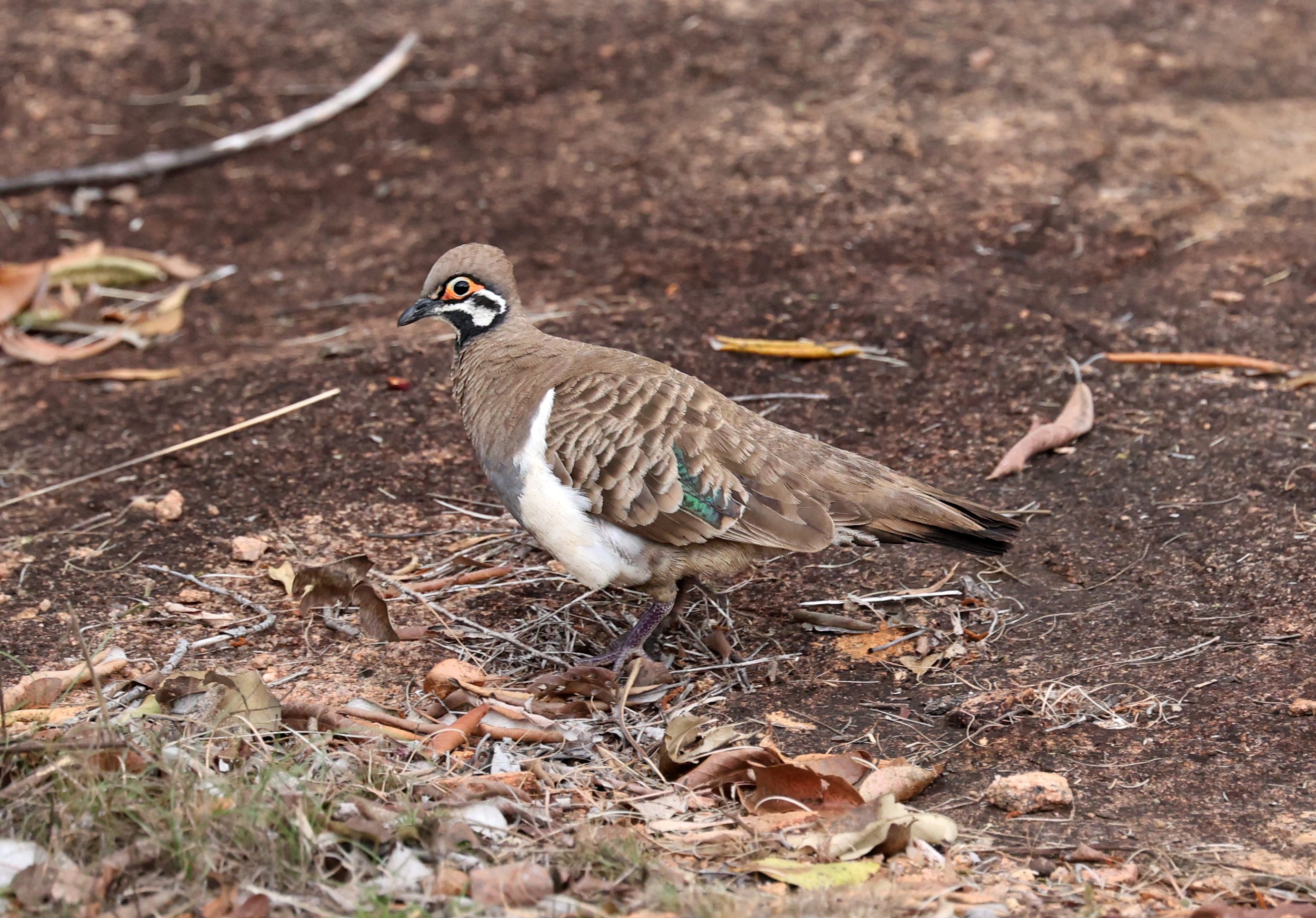 Geophaps Scripta Squatter Pigeon (Geophaps scripta) Undara Lava Tubes Volcanic NP ...