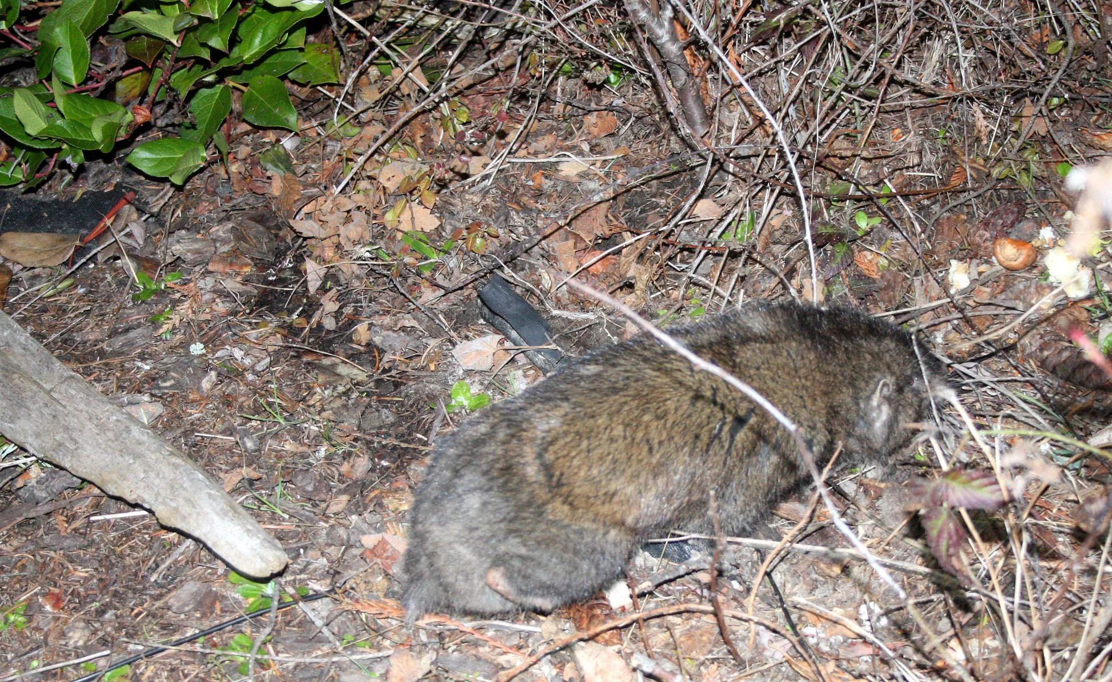 Aplodontia rufa - MOUNTAIN BEAVER - LAKE FARM WASHINGTON (22).JPG