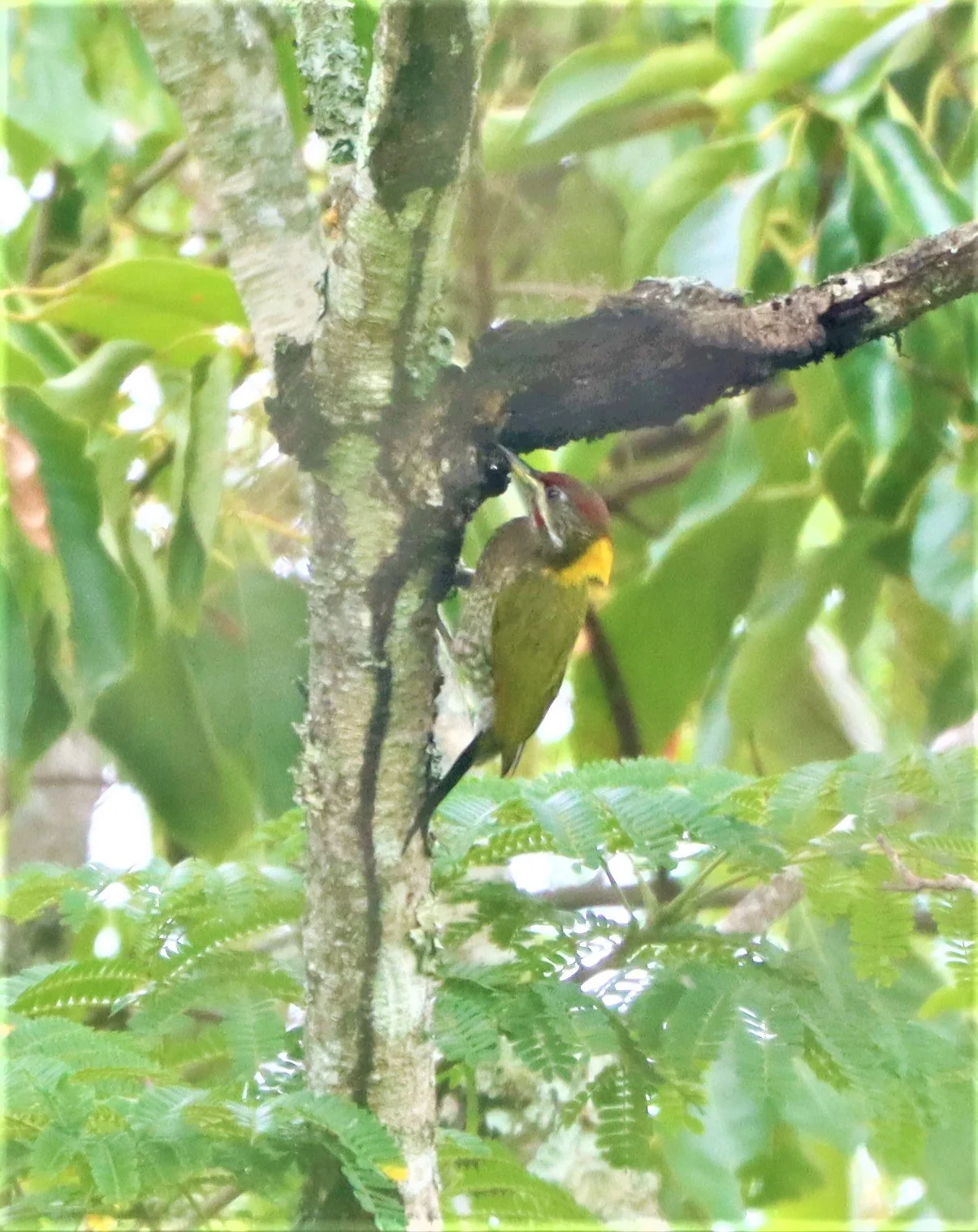 WOODPECKER - LESSER YELLOWNAPE - Picus chlorolophus - DOI LANG CHIANG MAI (20).jpg