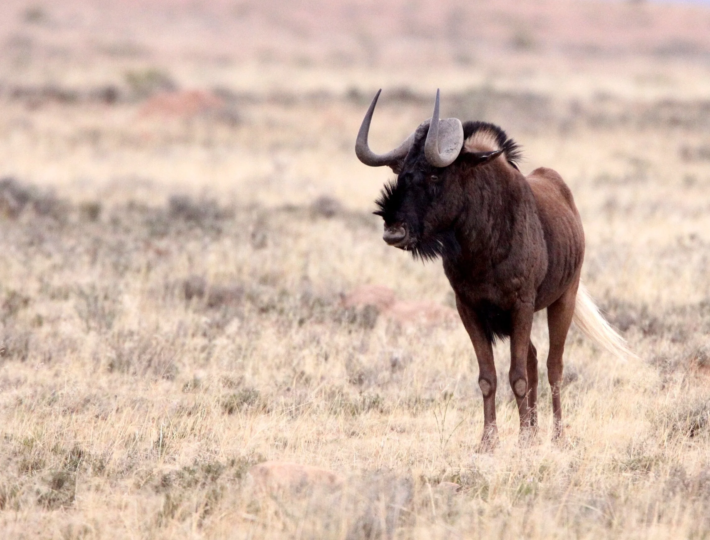 WILDEBEEST - BLACK WILDEBEEST - Connochaetes gnou - MOUNTAIN ZEBRA  NATIONAL PARK SOUTH AFRICA (16).JPG