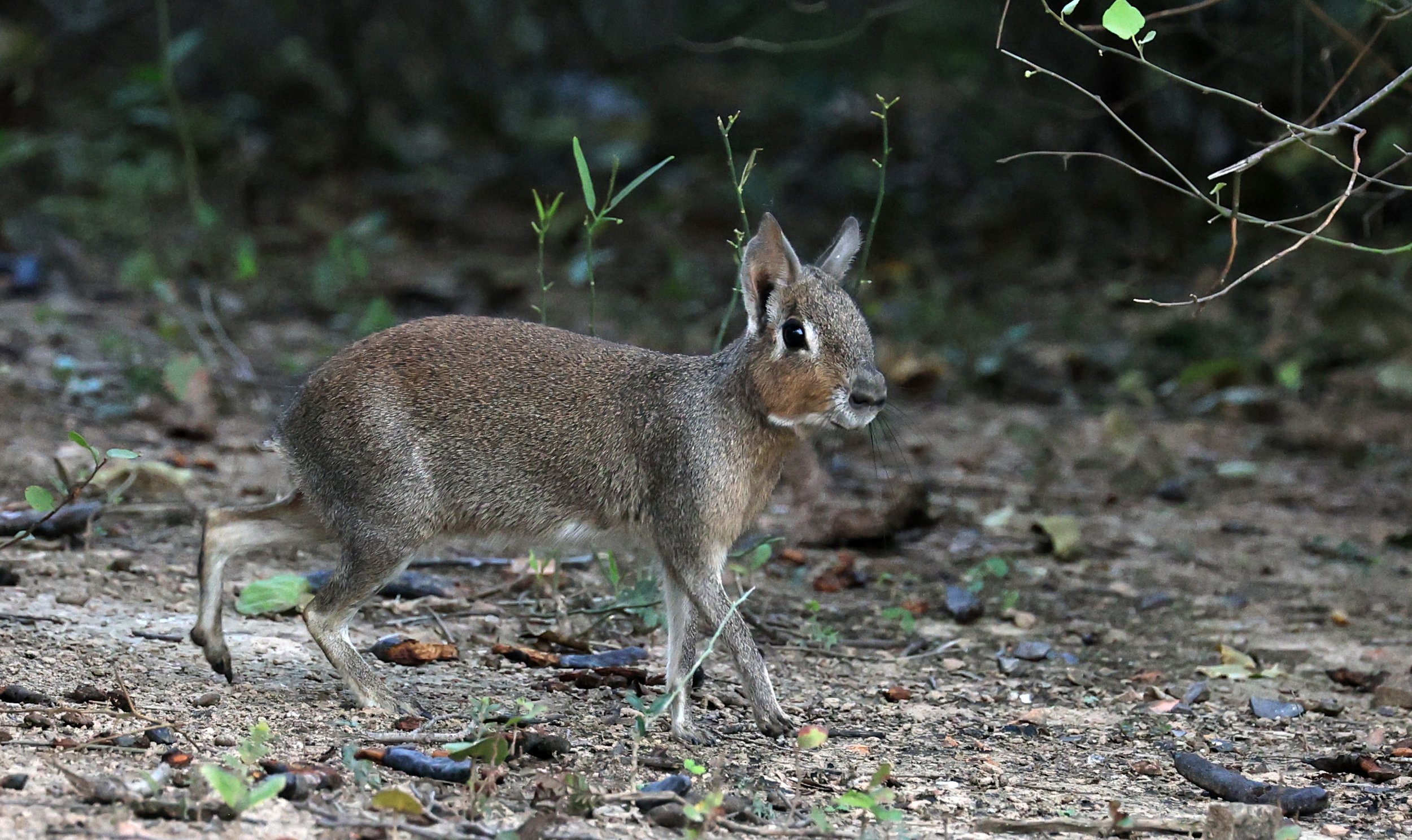 Chacoan Mara (Dolichotis salinicola) Hotel Campestre Iparoma Paraguay (18).jpg