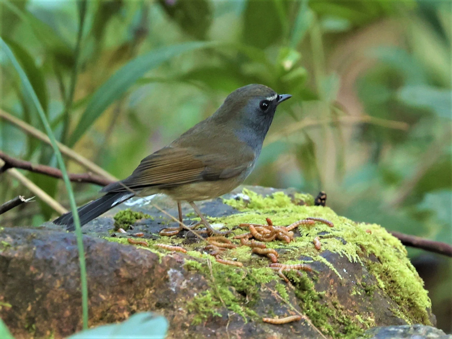 FLYCATCHER - RUFOUS-GORGETED FLYCATCHER - Ficedula strophiata - DOI LANG WEST, DOI PHA HOM POK NP, CHIANG MAI DEC 2021 (32).jpg