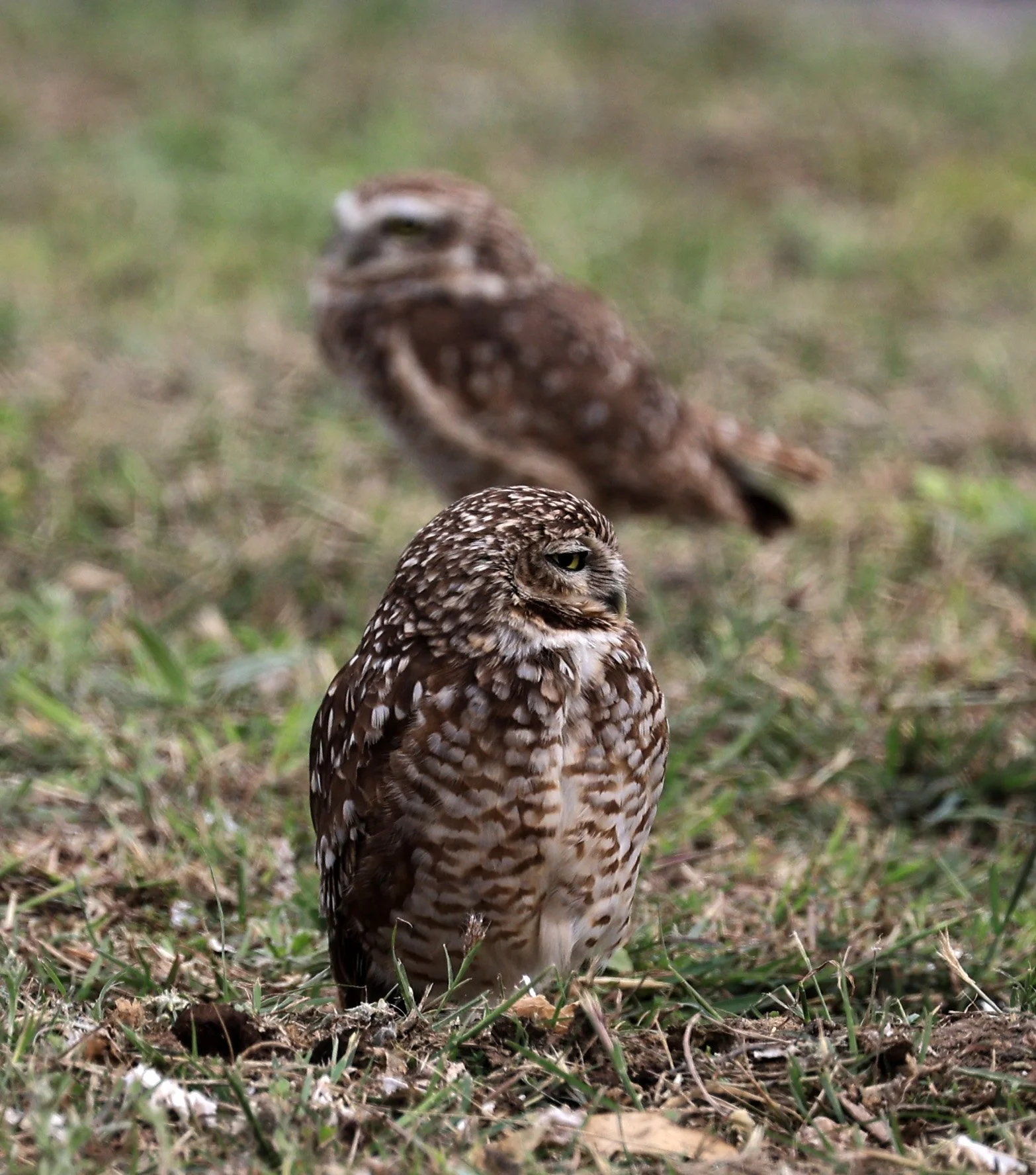 Burrowing Owl (Athene cunicularia) Aurora Chaquena near Neuland Mennonite Colony Paraguay (15).jpg