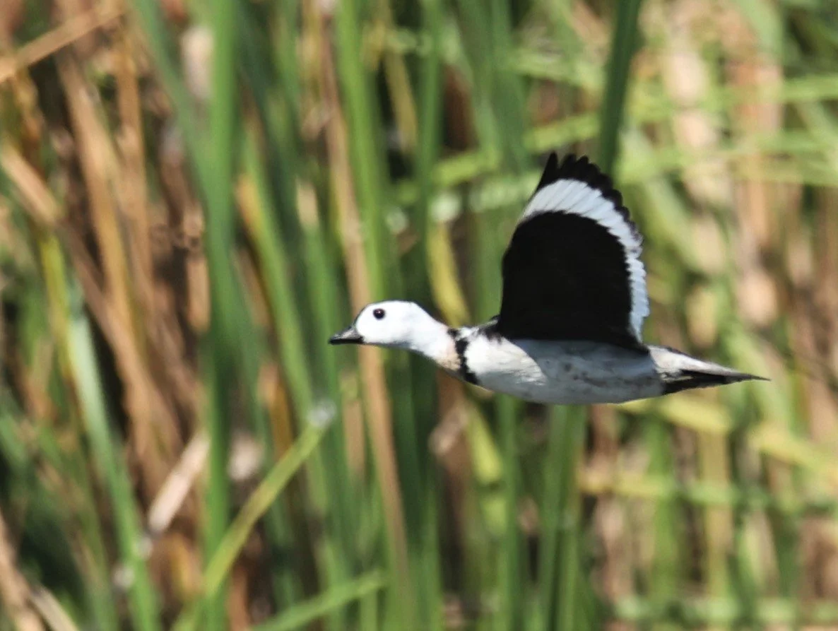 Cotton Pygmy Goose (Nettapus coromandelianus)