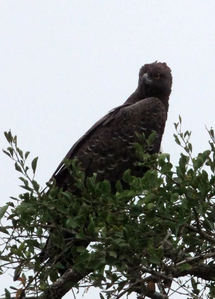 Polemaetus bellicosus - MARTIAL EAGLE - MURCHISON FALLS NATIONAL PARK UGANDA (8).JPG