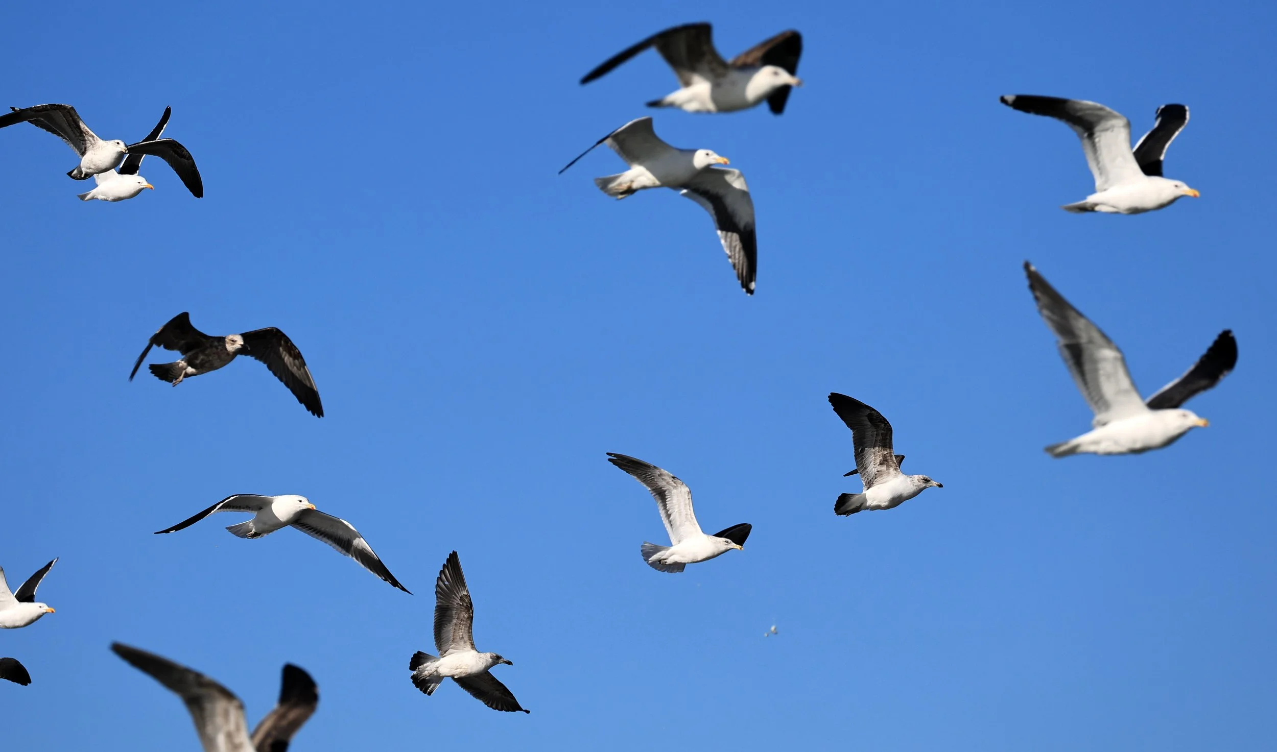 Kelp Gull (Larus dominicanus) Puerto Rawson Argentina (10).jpg