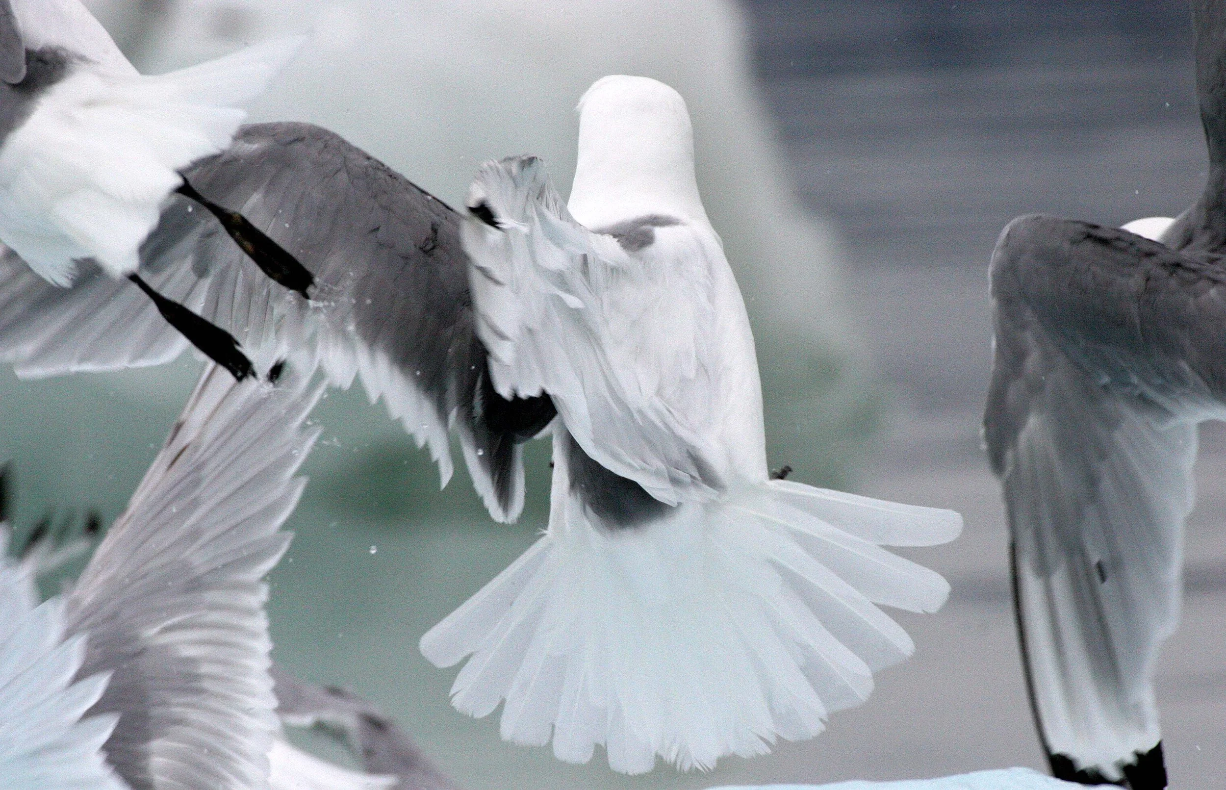 BIRD - KITTIWAKE - BLACK-LEGGED - SVALBARD (52).jpg