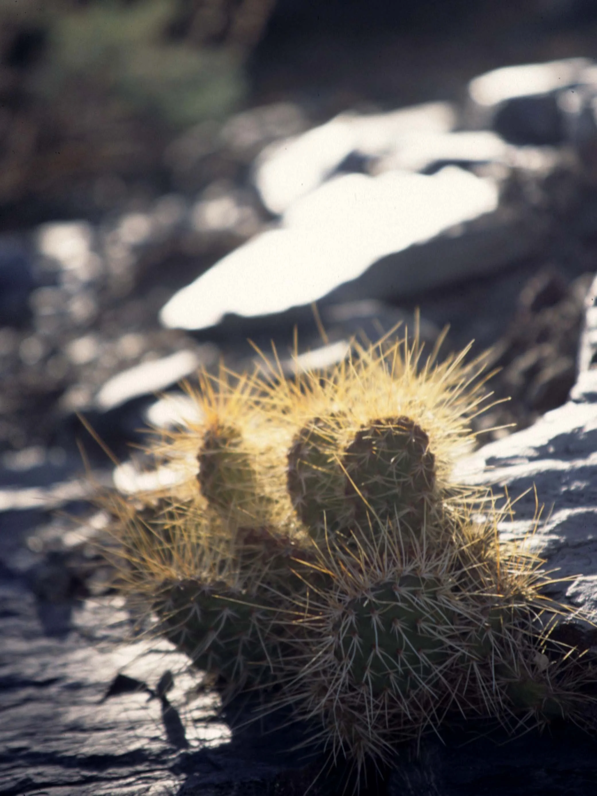 MOJAVE - OPUNTIA PHAEACANTHA.jpg