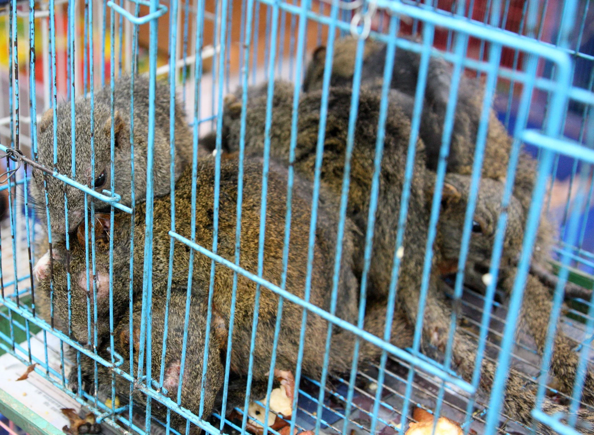 KUNMING - ANIMAL MARKET (14).JPG