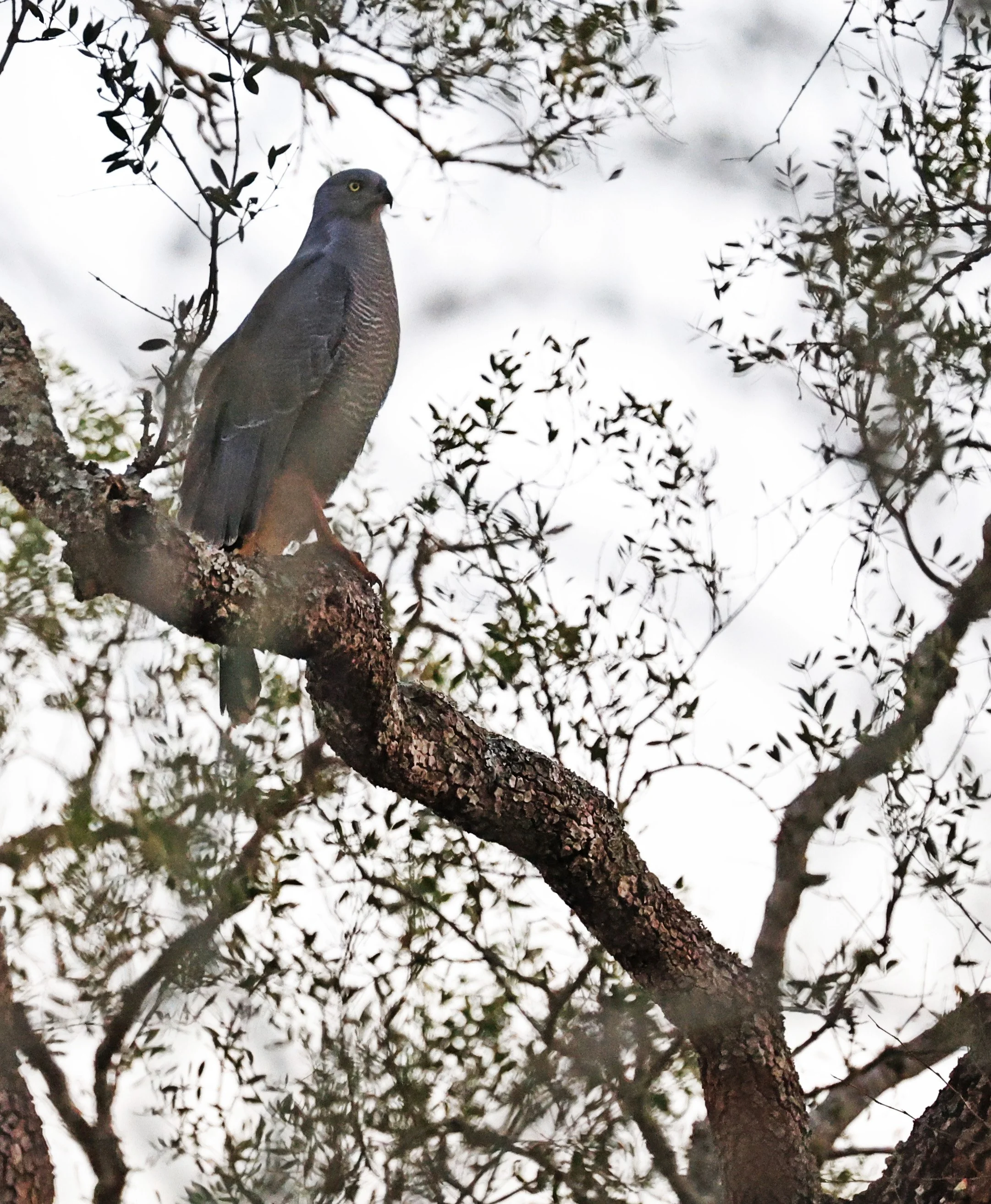 Savanna Hawk (Buteogallus meridionalis) Agua Dulce Paraguay (19).jpg