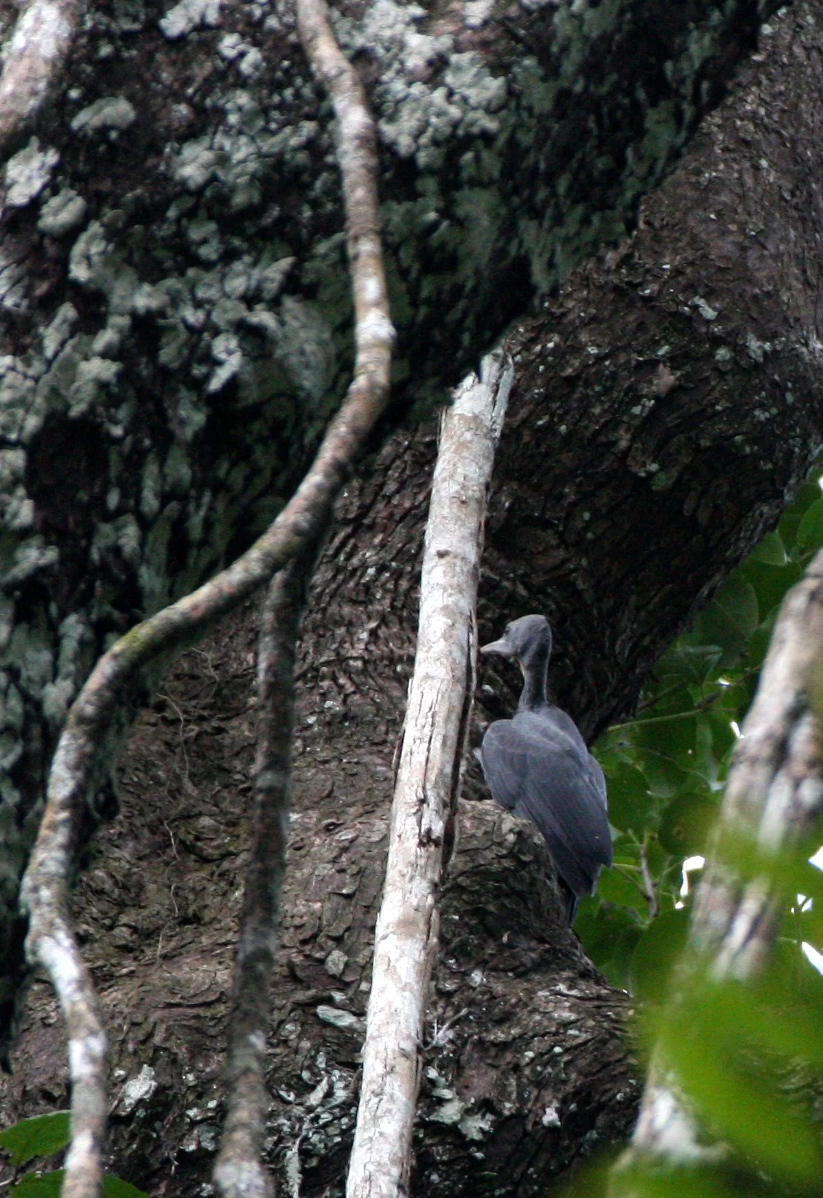 BIRD - WOODPECKER - GREAT-SLATY WOODPECKER - KAENG KRACHAN NP THAILAND (2).JPG