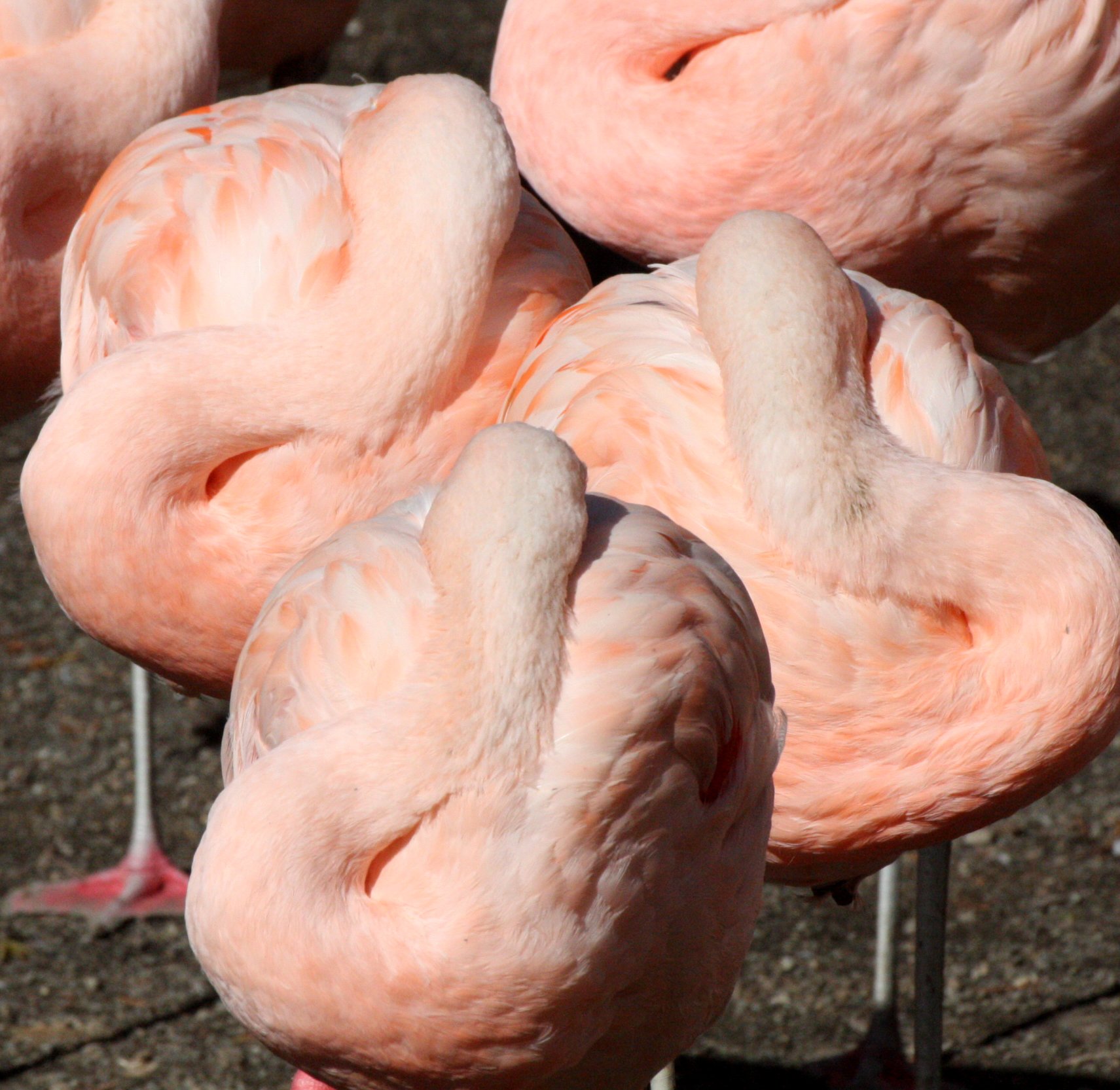 Phoenicopterus ruber - American Flamingo - Woodland Park Washington (7).JPG