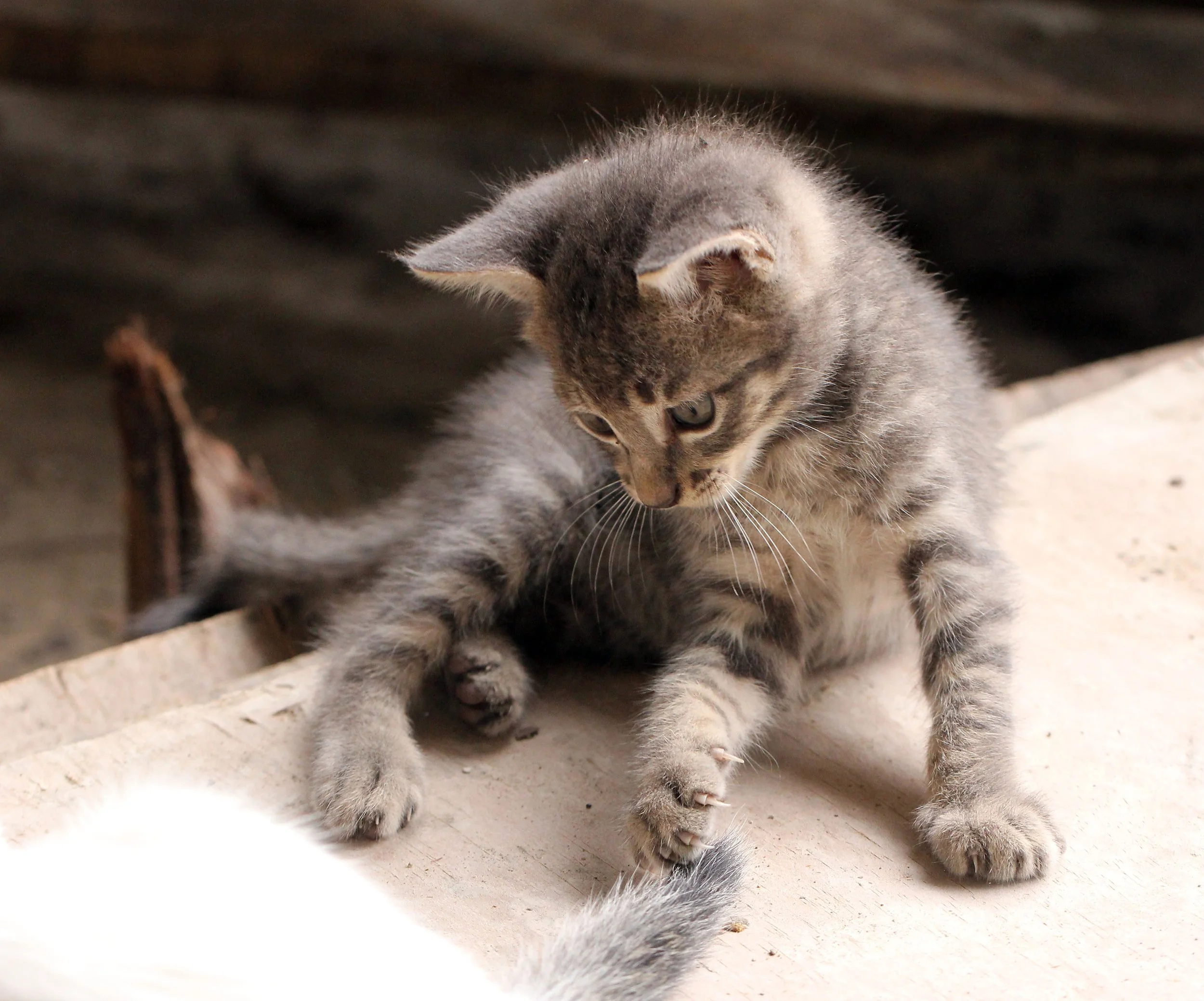 2015 Koh Lanta October Break Trip  (272).JPG