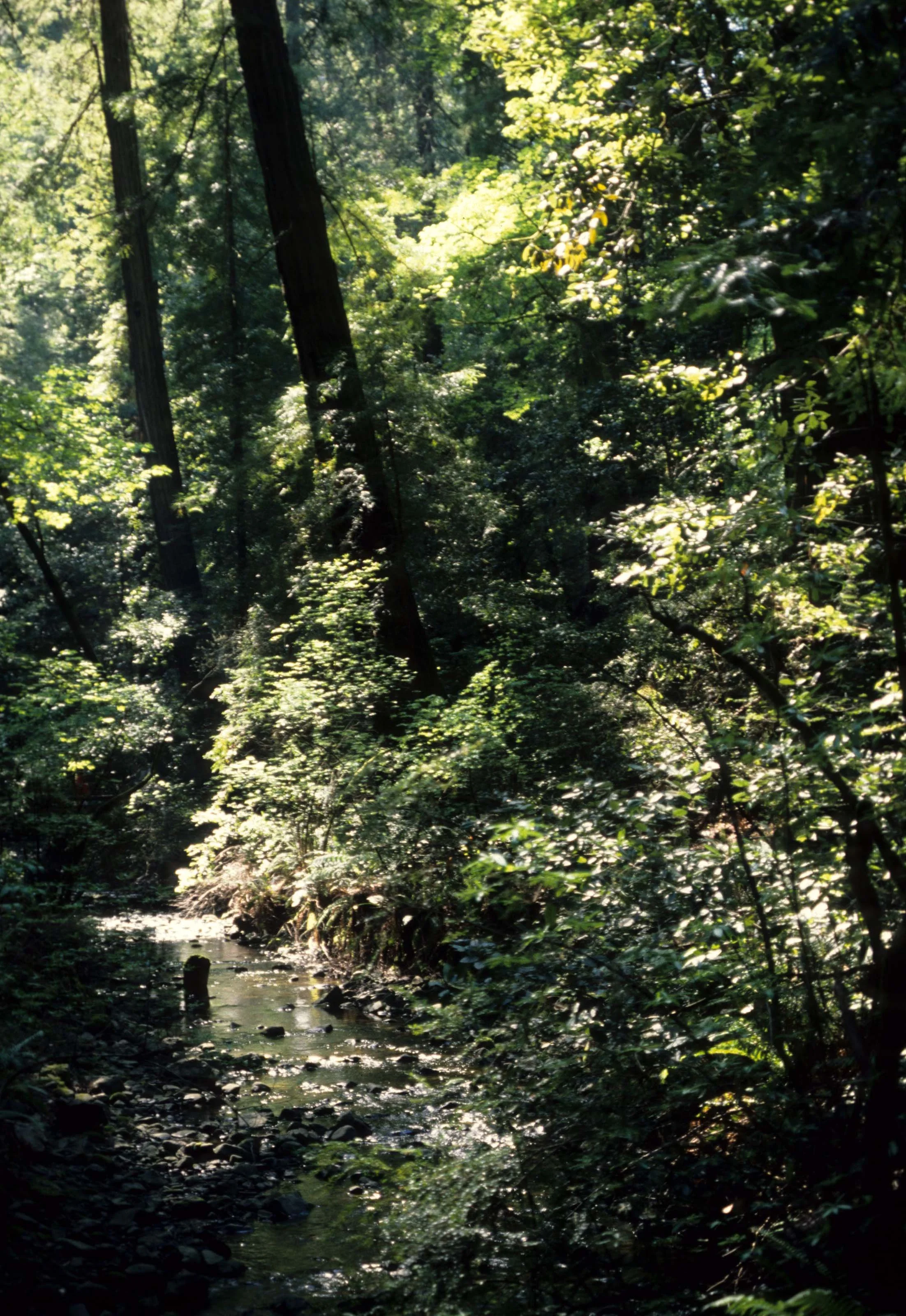CALIFORNIA - REDWOODS NP - FOREST INTERIOR.jpg