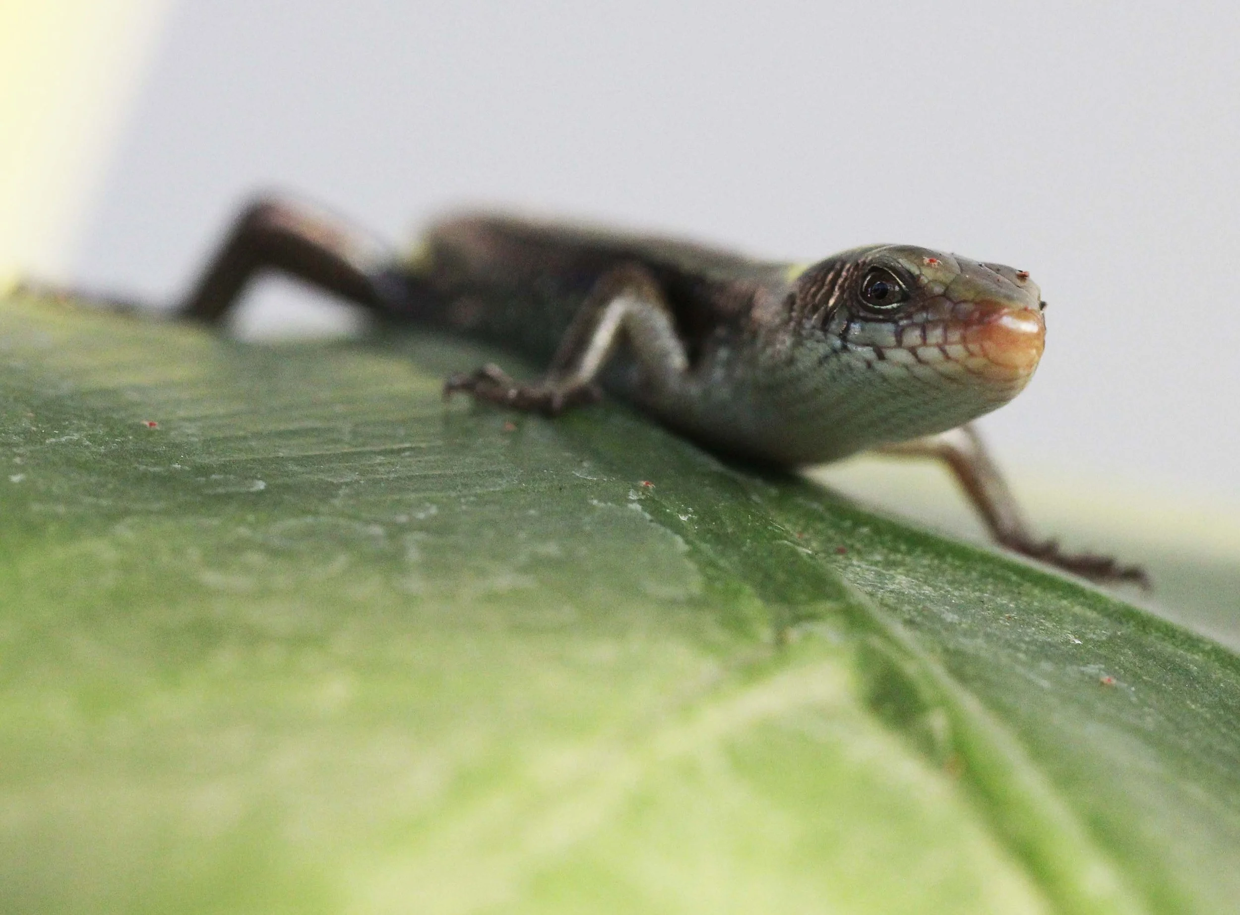 2013 Nonthaburi Setthasiri House and Nonthaburi Neighborhood (201).JPG