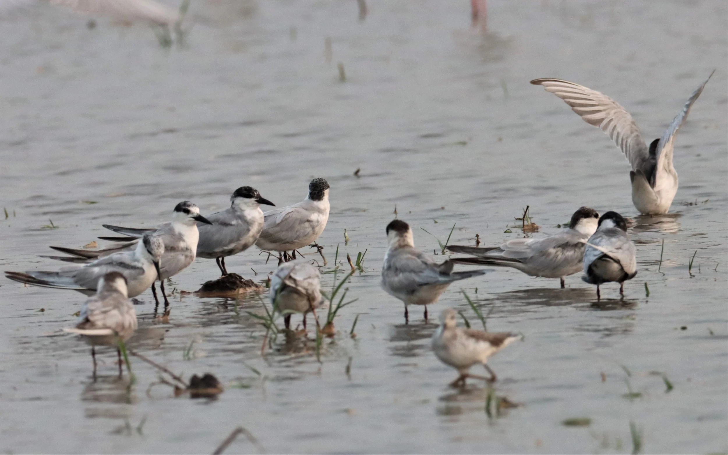 TERN - WHISKERED TERN - Chlidonias hybridus - BANG KHAEM WETLANDS NAKHON PATHOM MAR 13 (4).jpg