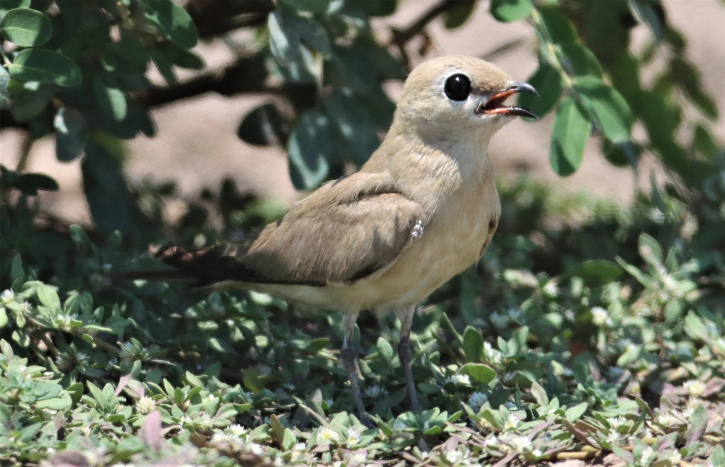 PRATINCOLE - SMALL PRATINCOLE - Glareola lactea - BANG KHAEM WETLANDS NAKHON PATHOM (69).jpg
