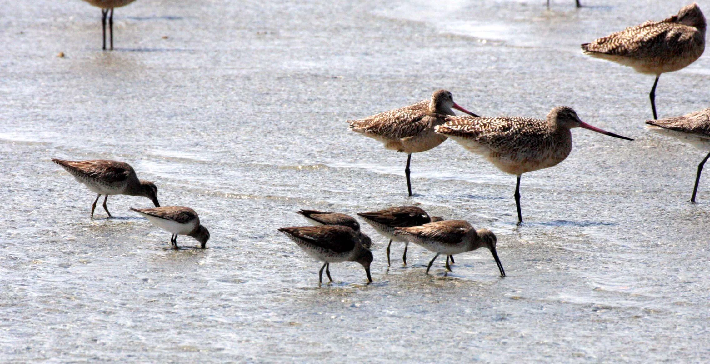 BIRD - GODWIT - MARBLED GODWITS - WILLETS AND WESTERN SANDPIPERS - SAN IGNACIO LAGOON BAJA MEXICO (2).JPG