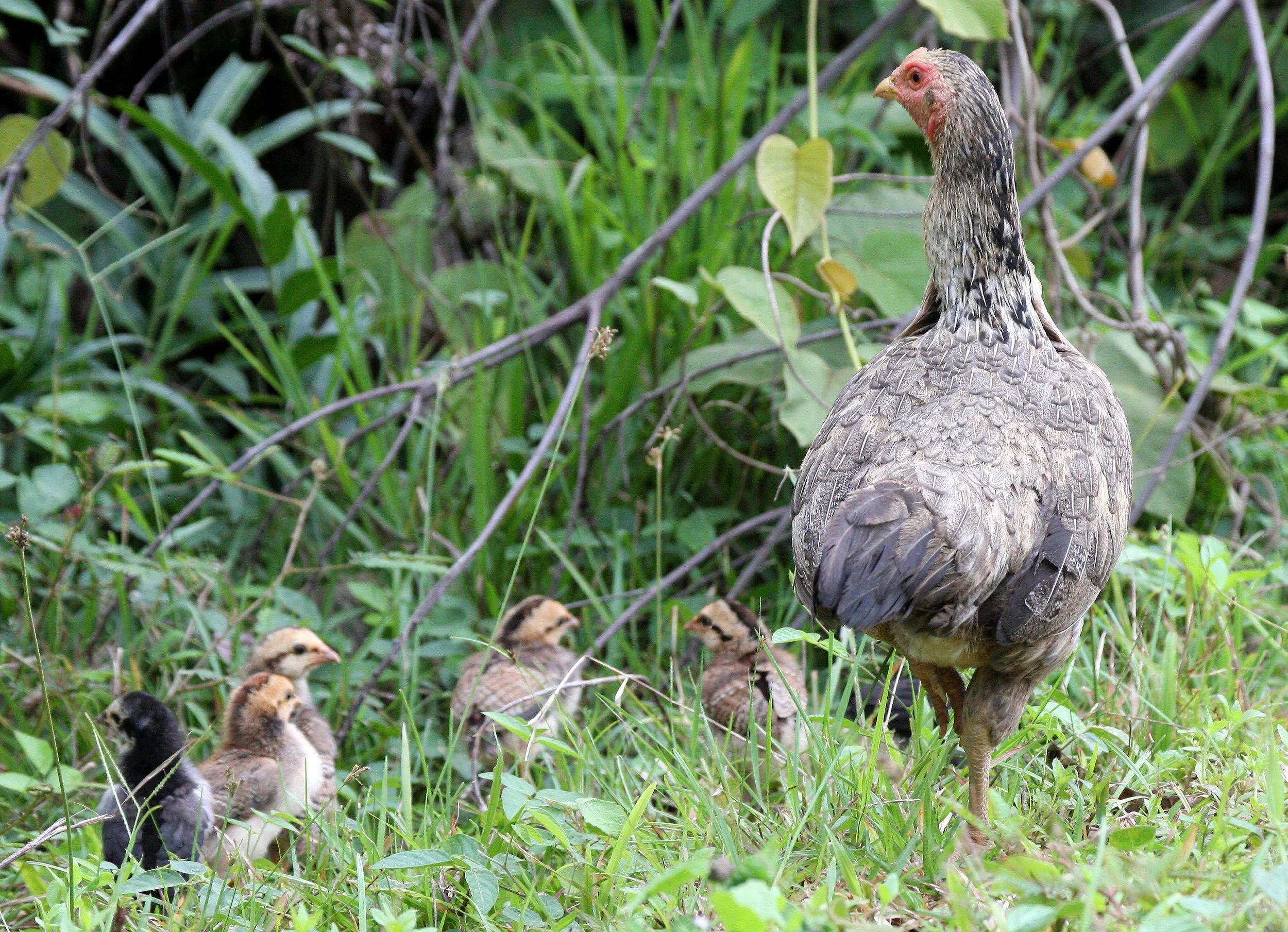 RED JUNGLE FOWL - Gallus gallus - KOH LANTA THAILAND.JPG