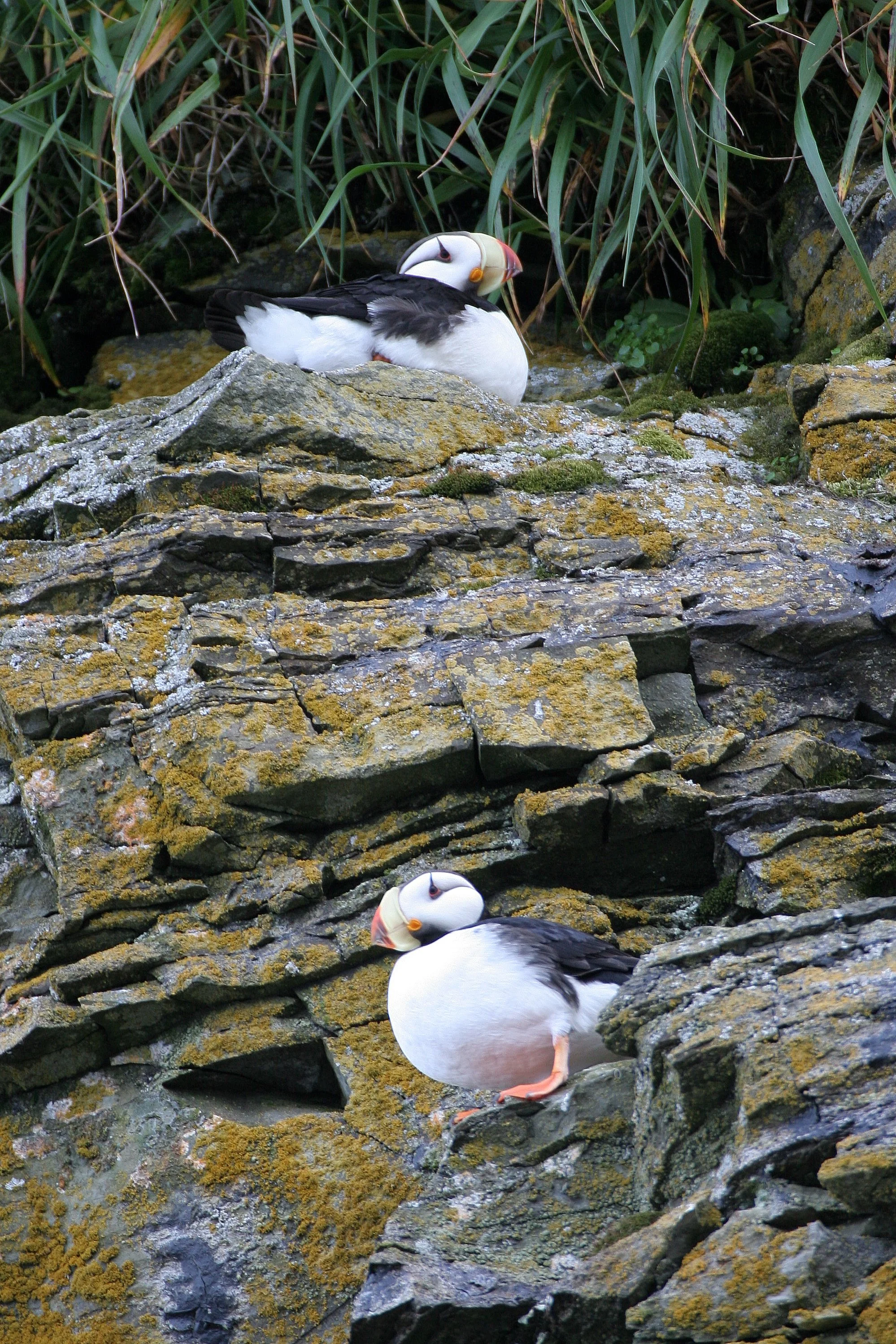 Fratercula corniculata - HORNED PUFFIN - ROOKERY ON MEDNY ISLAND COMMANDERS (6).jpg