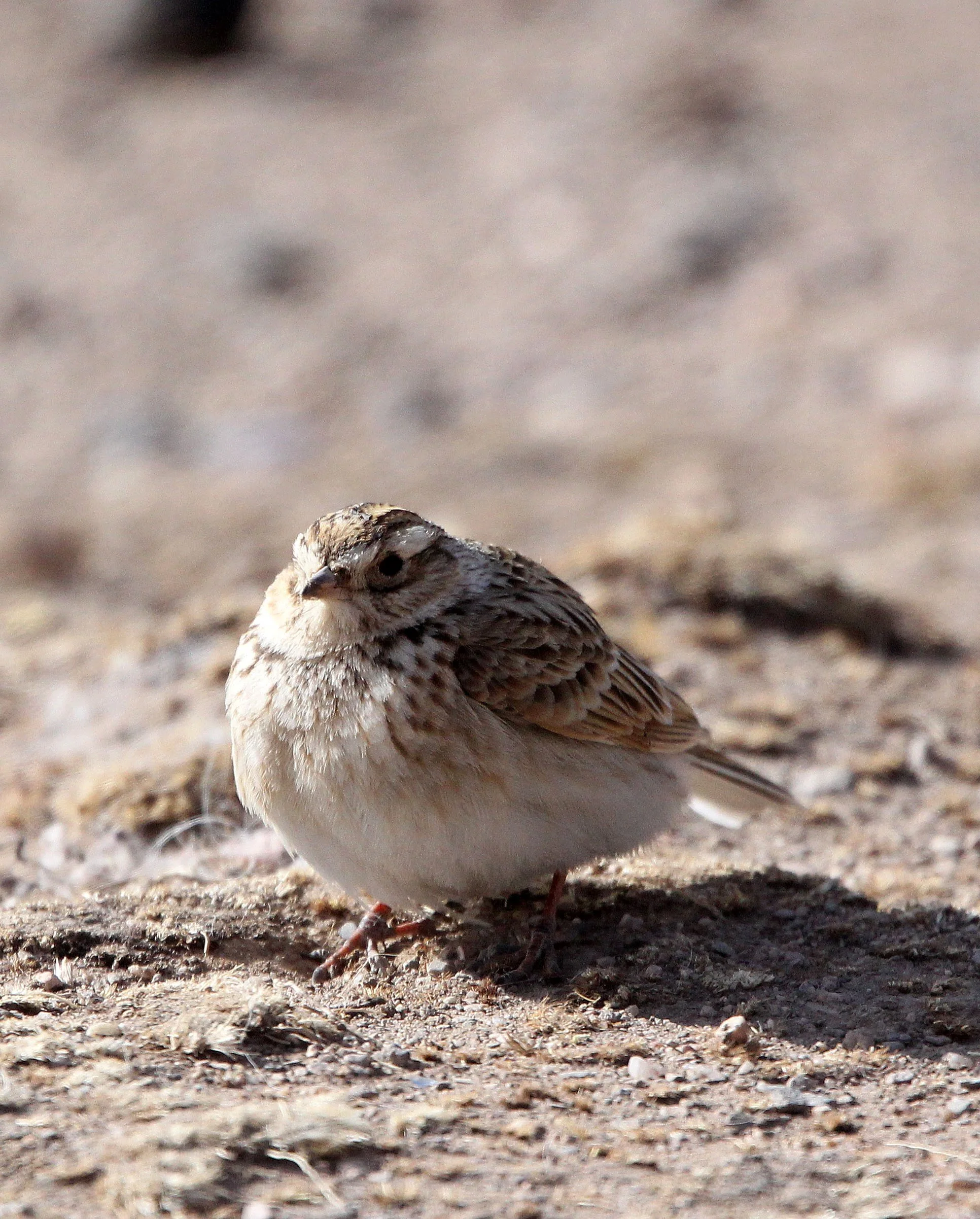 Blyth's Pipit (Anthus godlewski) Qinghai Lake, China (5).JPG