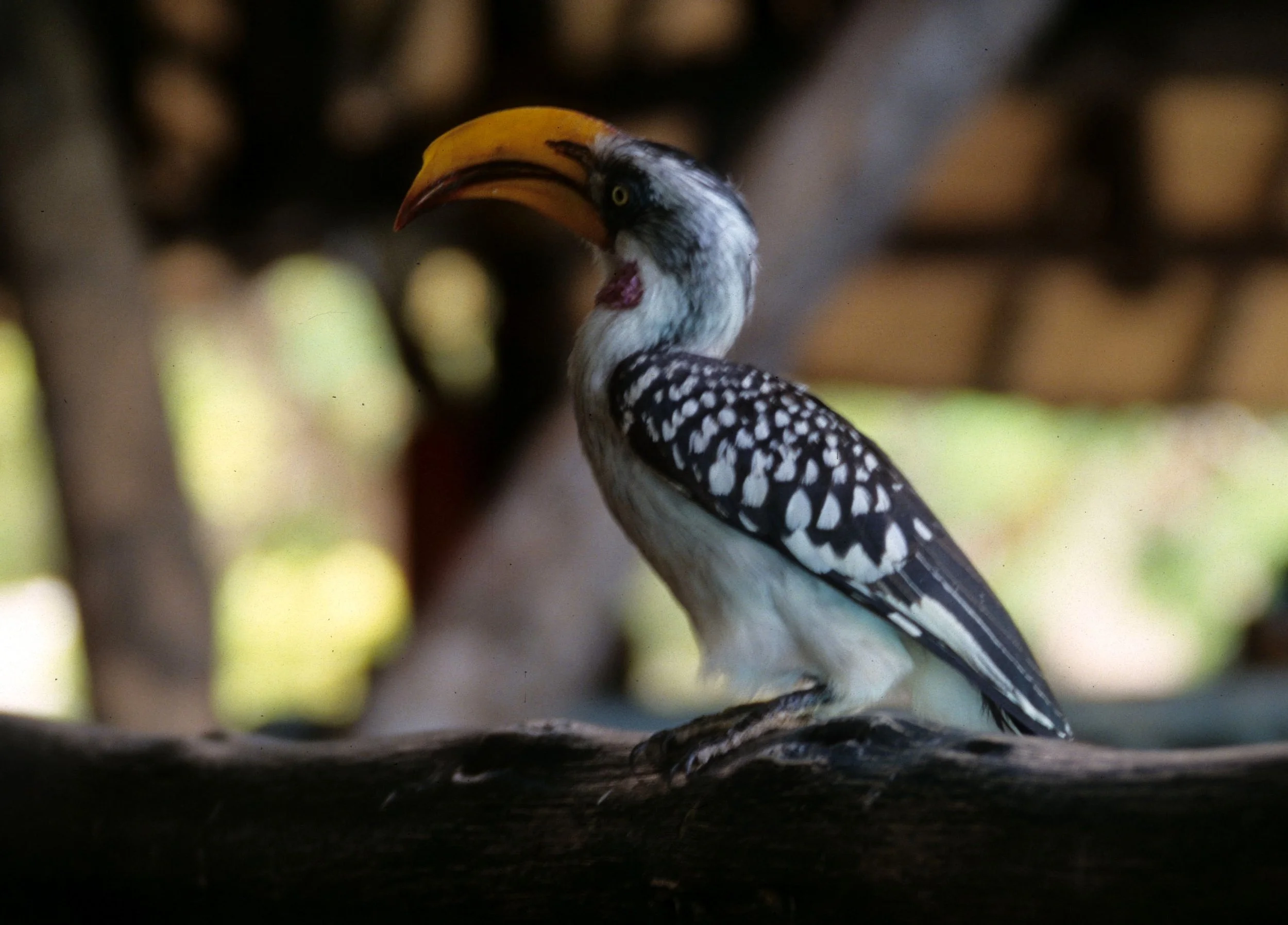 Tockus leucomelas - SOUTHERN YELLOW-BILLED HORNBILL - OKAVANGO scanned slides (4).jpg