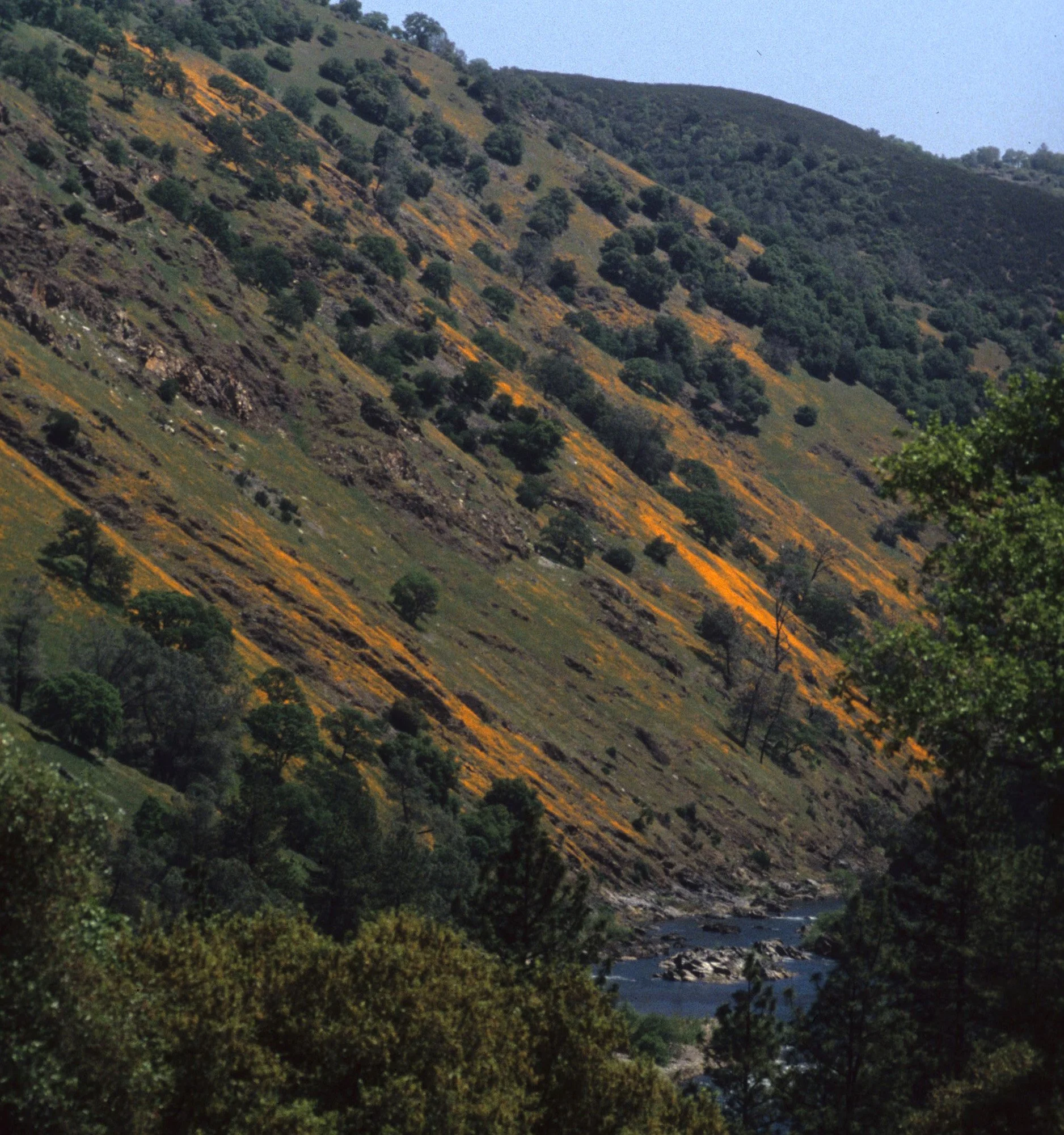 AMERICAN RIVER - SOUTH FORK WITH POPPIES ON HILLSIDE A.jpg