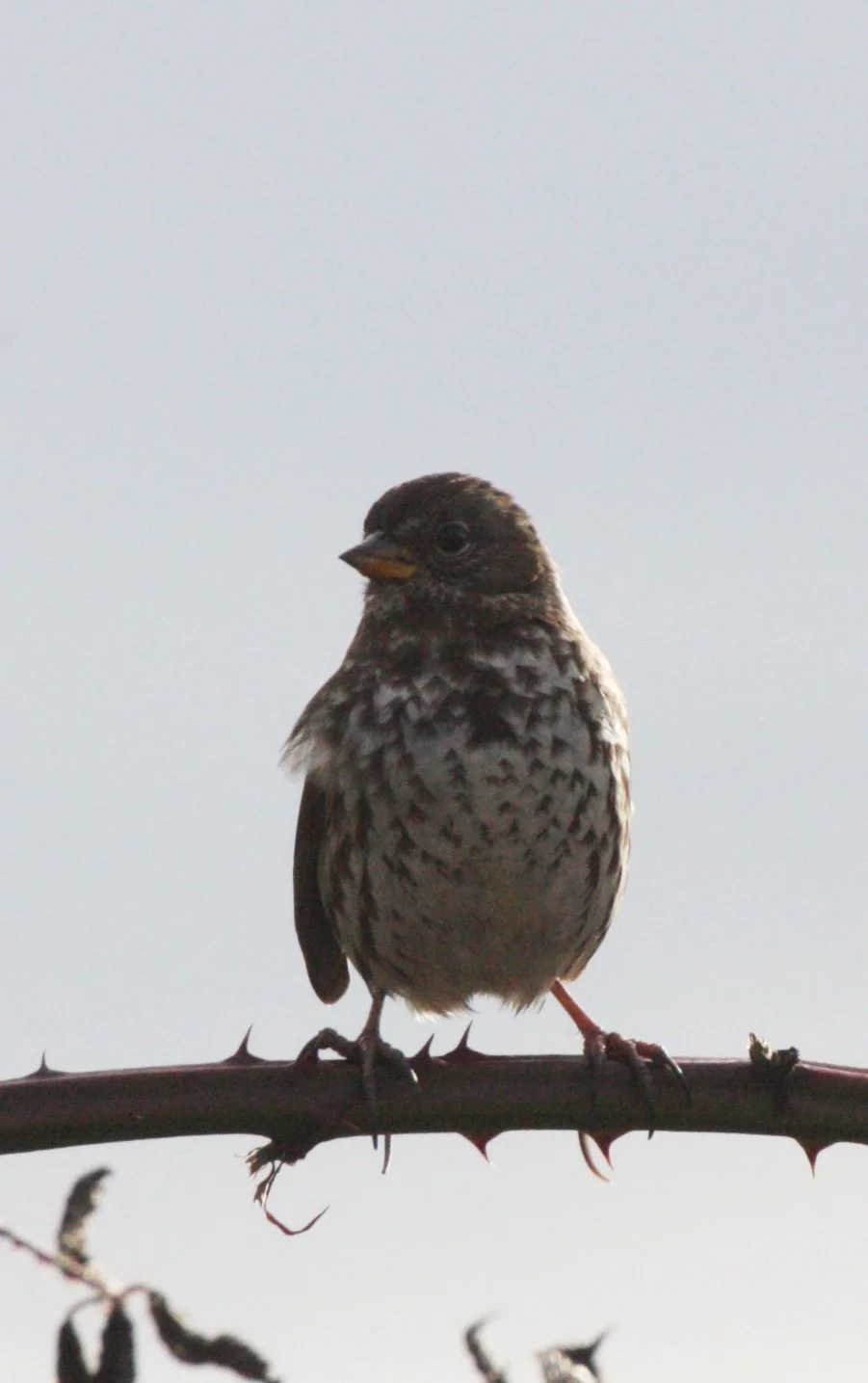BIRD - SPARROW - FOX SPARROW - JAMESTOWN WA (15).JPG