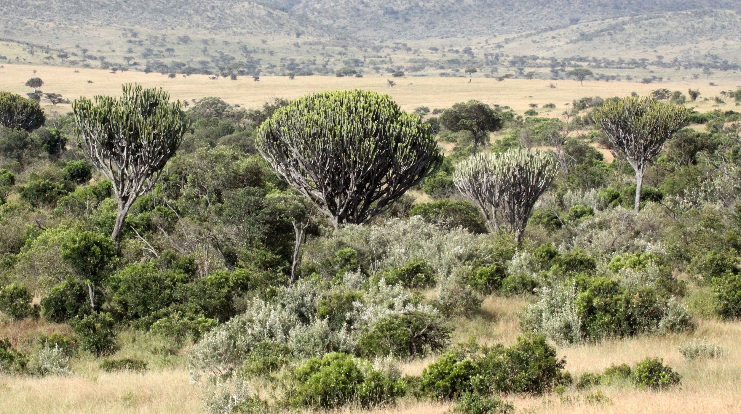 MASAI MARA NATIONAL PARK KENYA (187).JPG