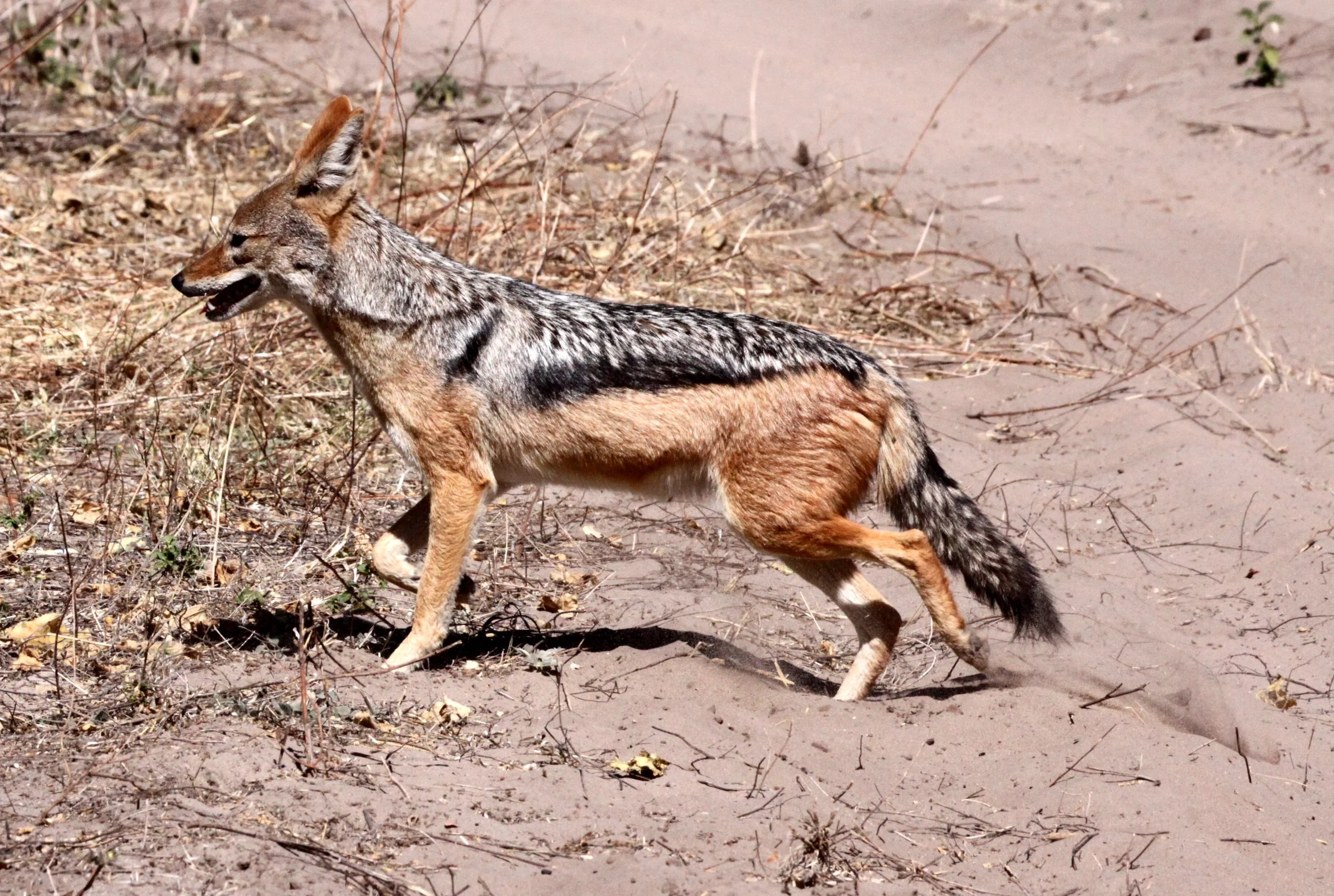 JACKAL - Lupulella mesomelas mesomelas - CAPE BLACK-BACKED JACKAL - CHOBE NATIONAL PARK BOTSWANA (6).JPG